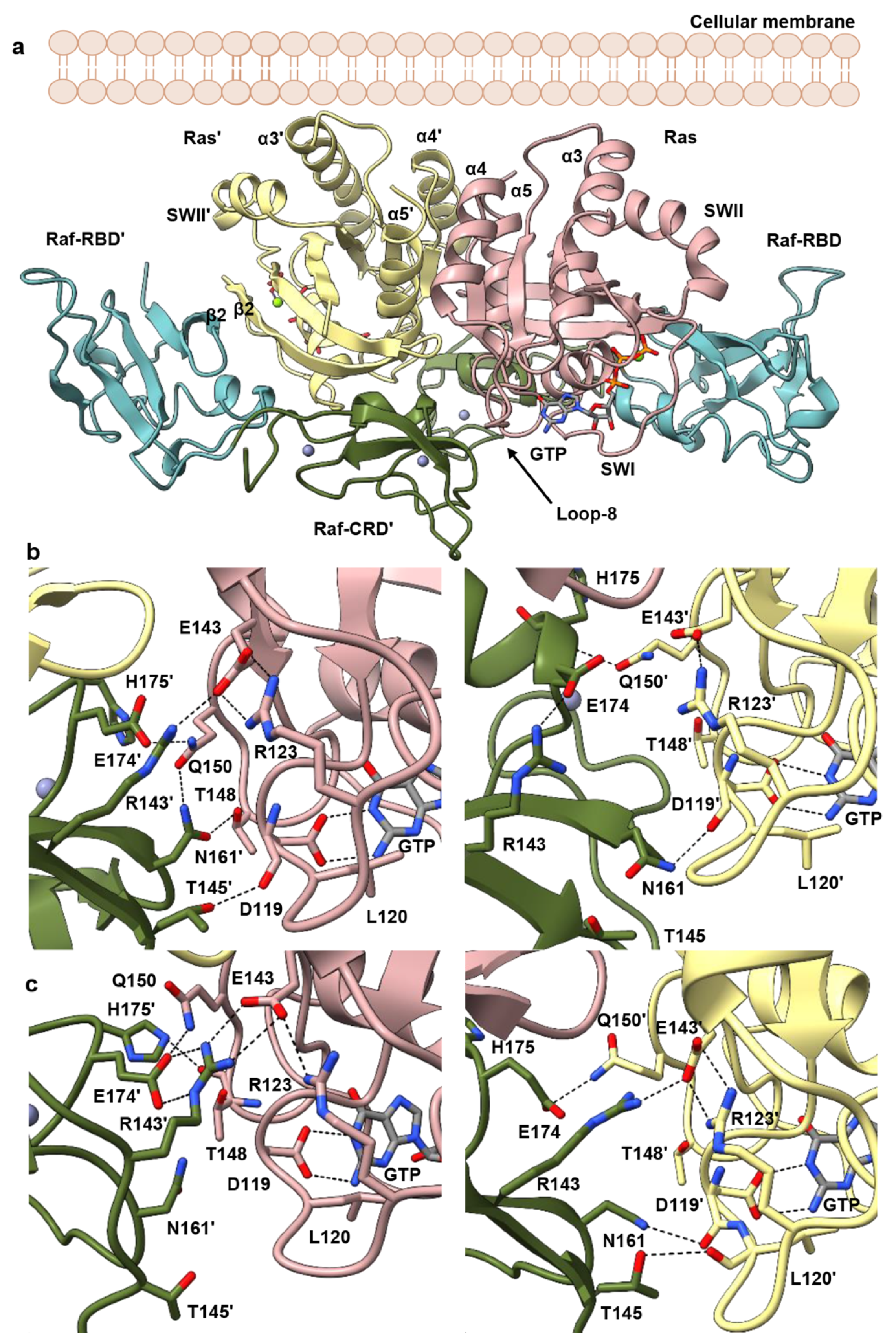 Biomolecules 11 00996 g002 Biomolecules 11 00996 g002