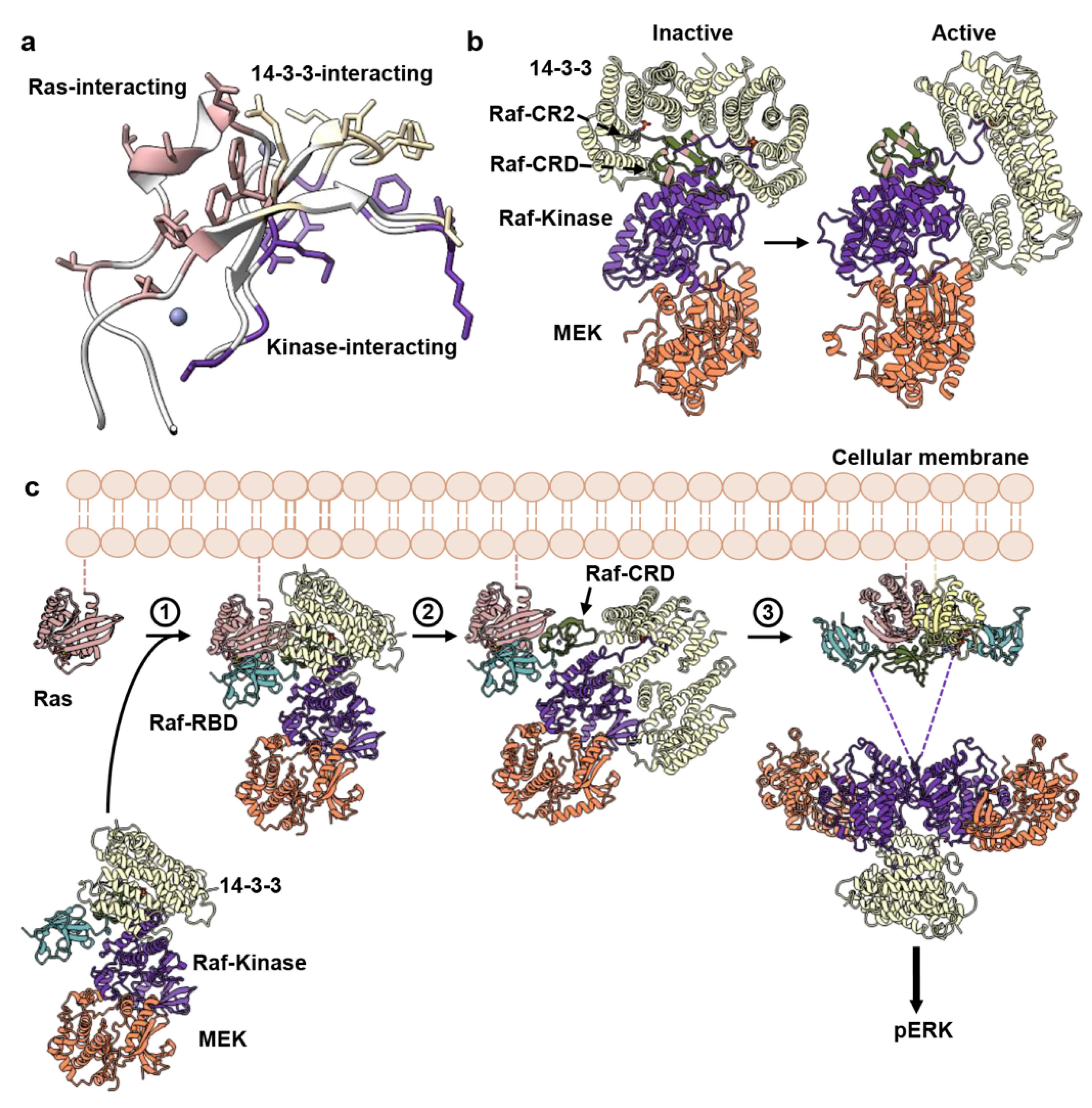 Biomolecules 11 00996 g004 Biomolecules 11 00996 g004