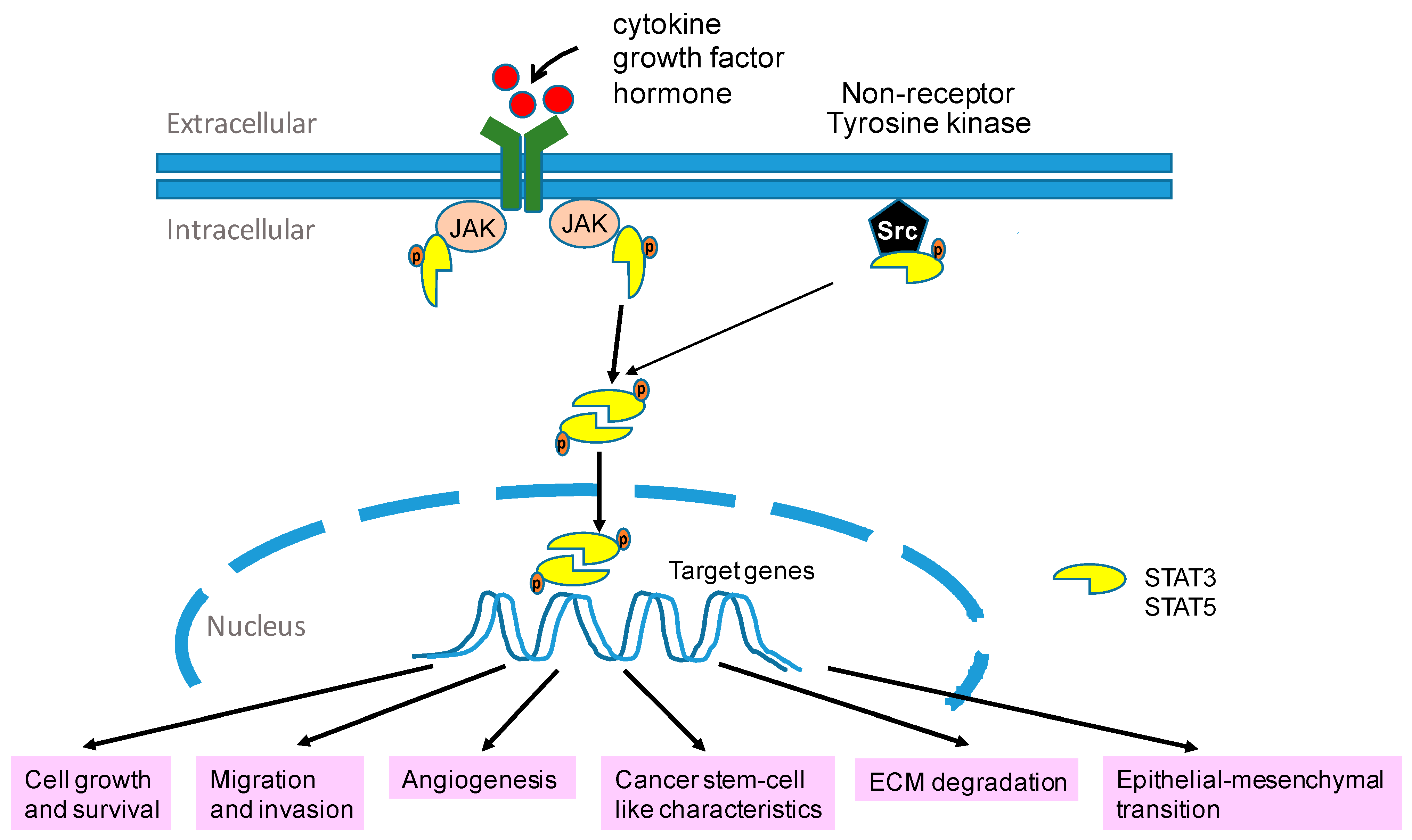 Biomolecules 11 00998 g003
