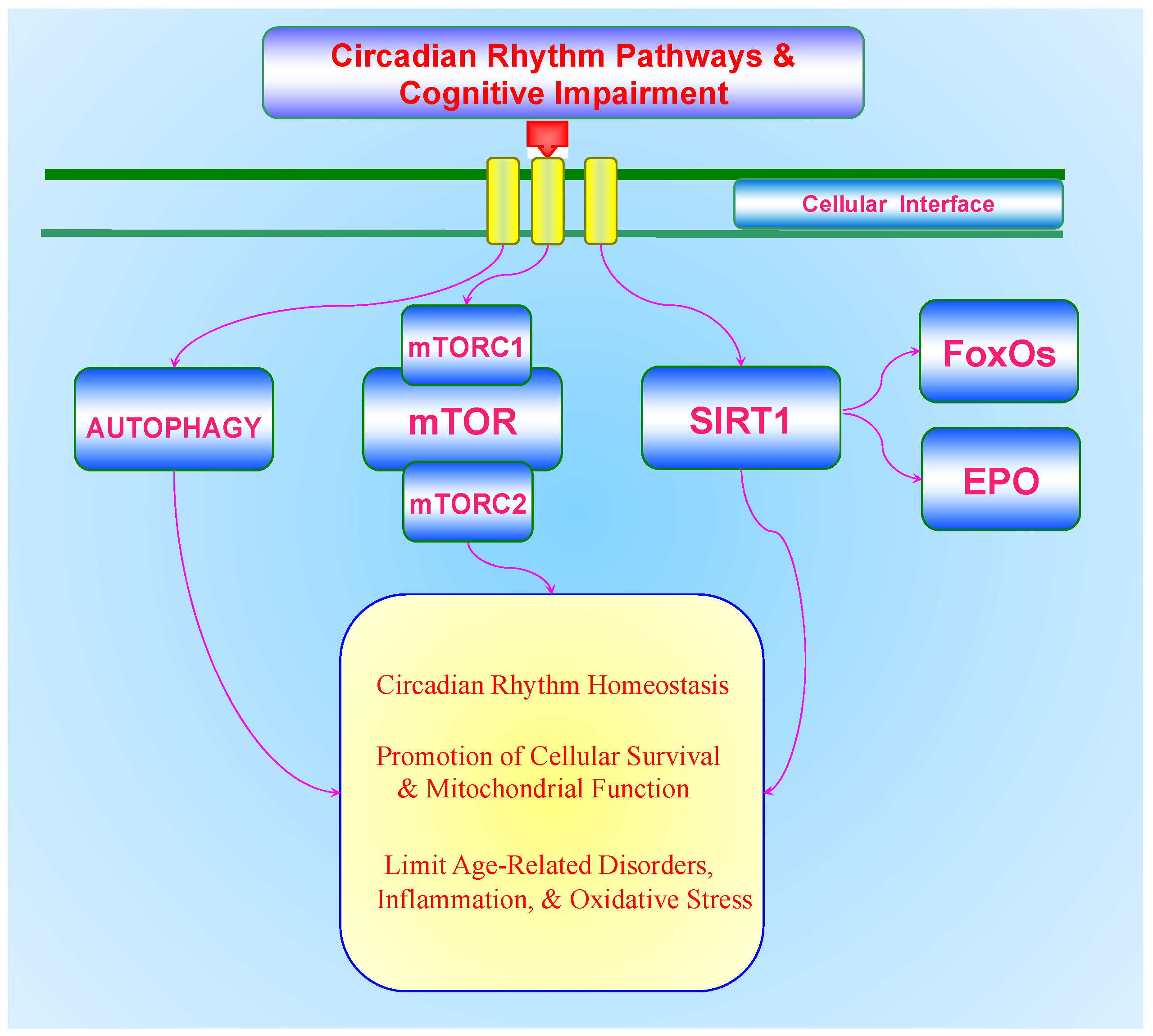 Biomolecules 11 01002 g001 Biomolecules 11 01002 g001