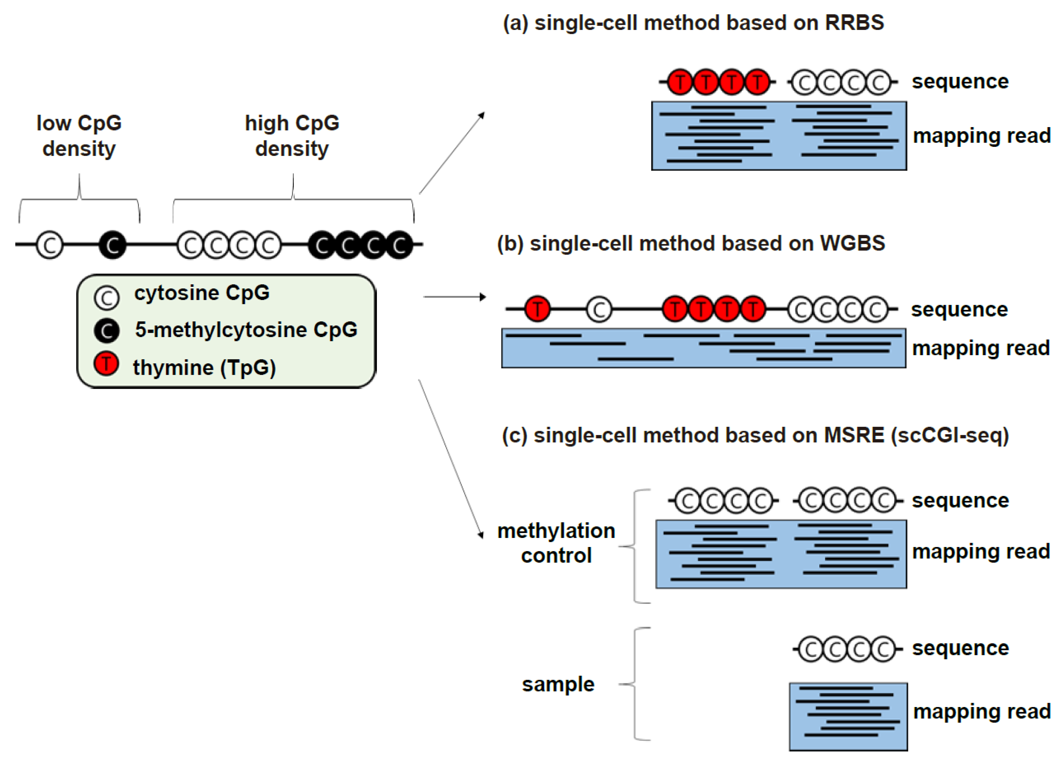 Biomolecules 11 01013 g002 Biomolecules 11 01013 g002