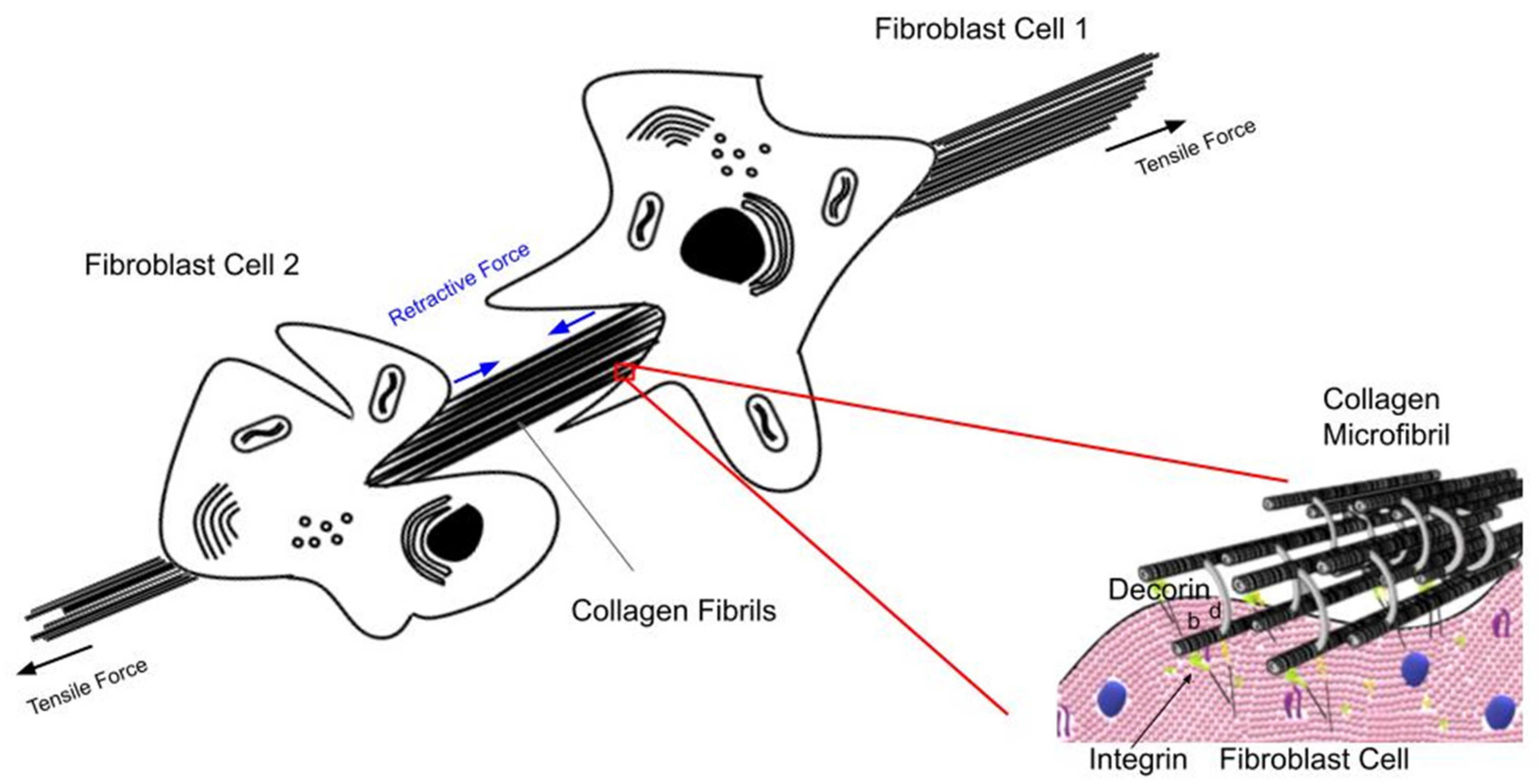 Biomolecules 11 01018 g009 Biomolecules 11 01018 g009