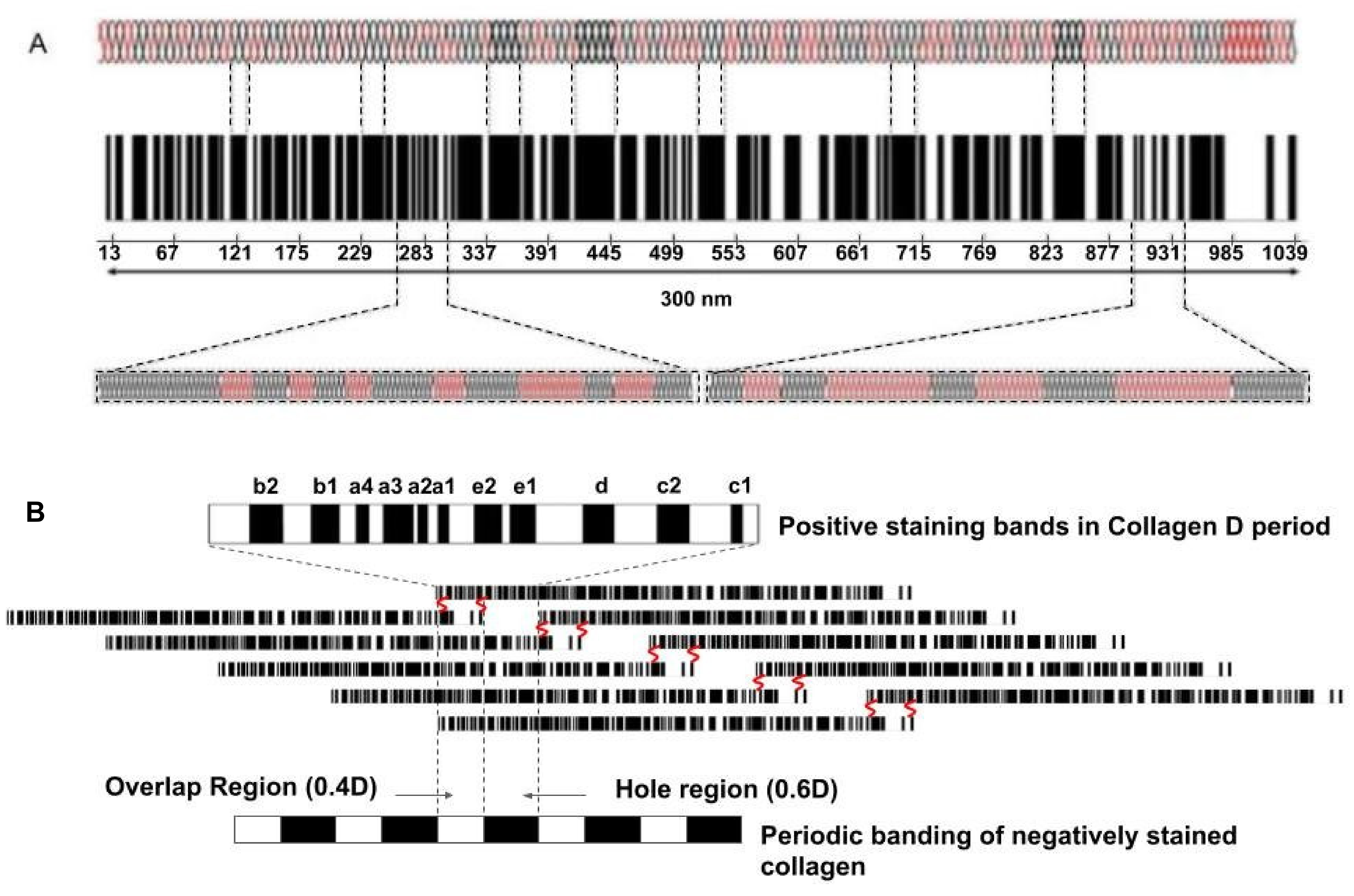 Biomolecules 11 01018 g010 Biomolecules 11 01018 g010