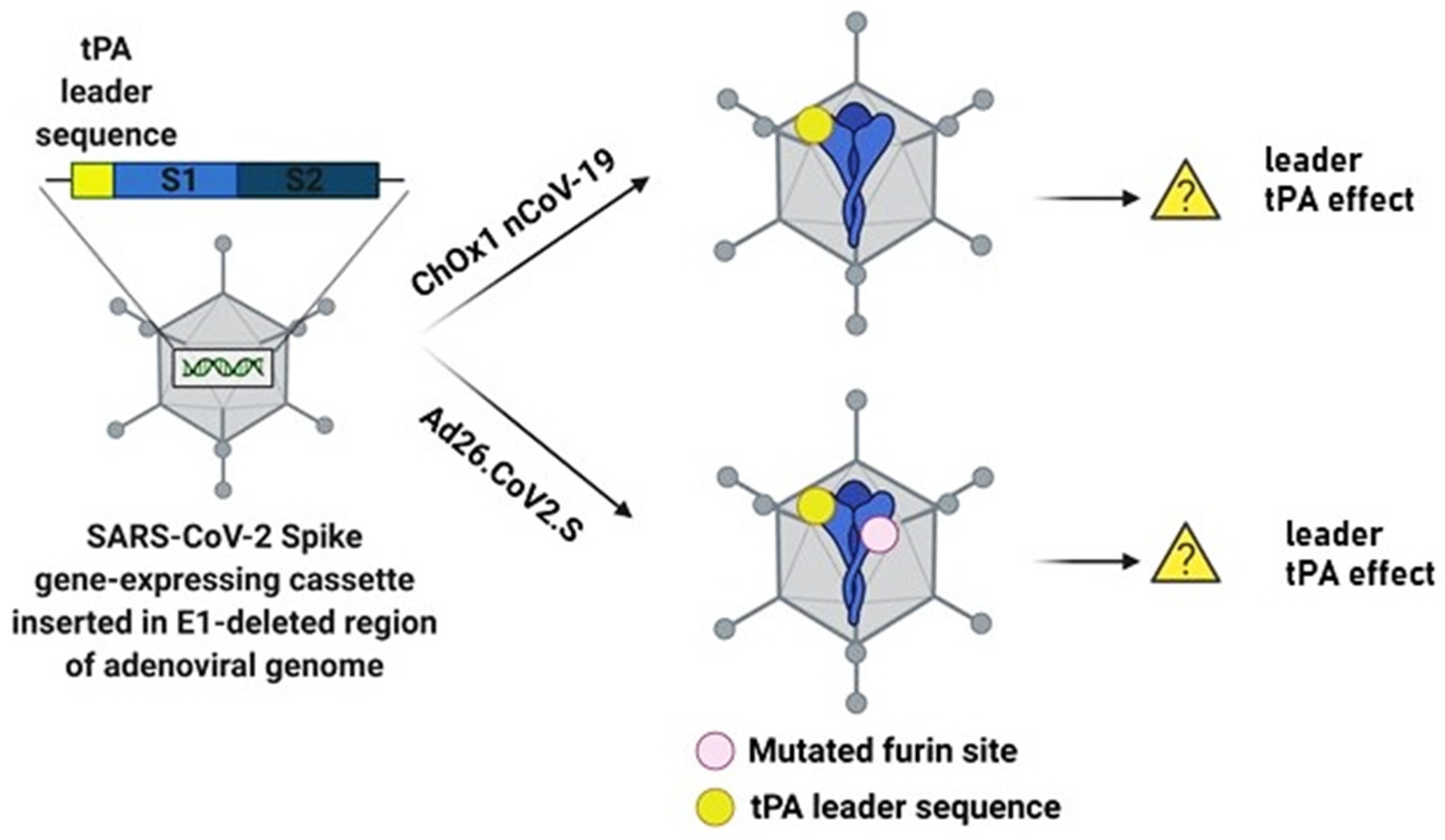 Biomolecules 11 01020 g001 Biomolecules 11 01020 g001