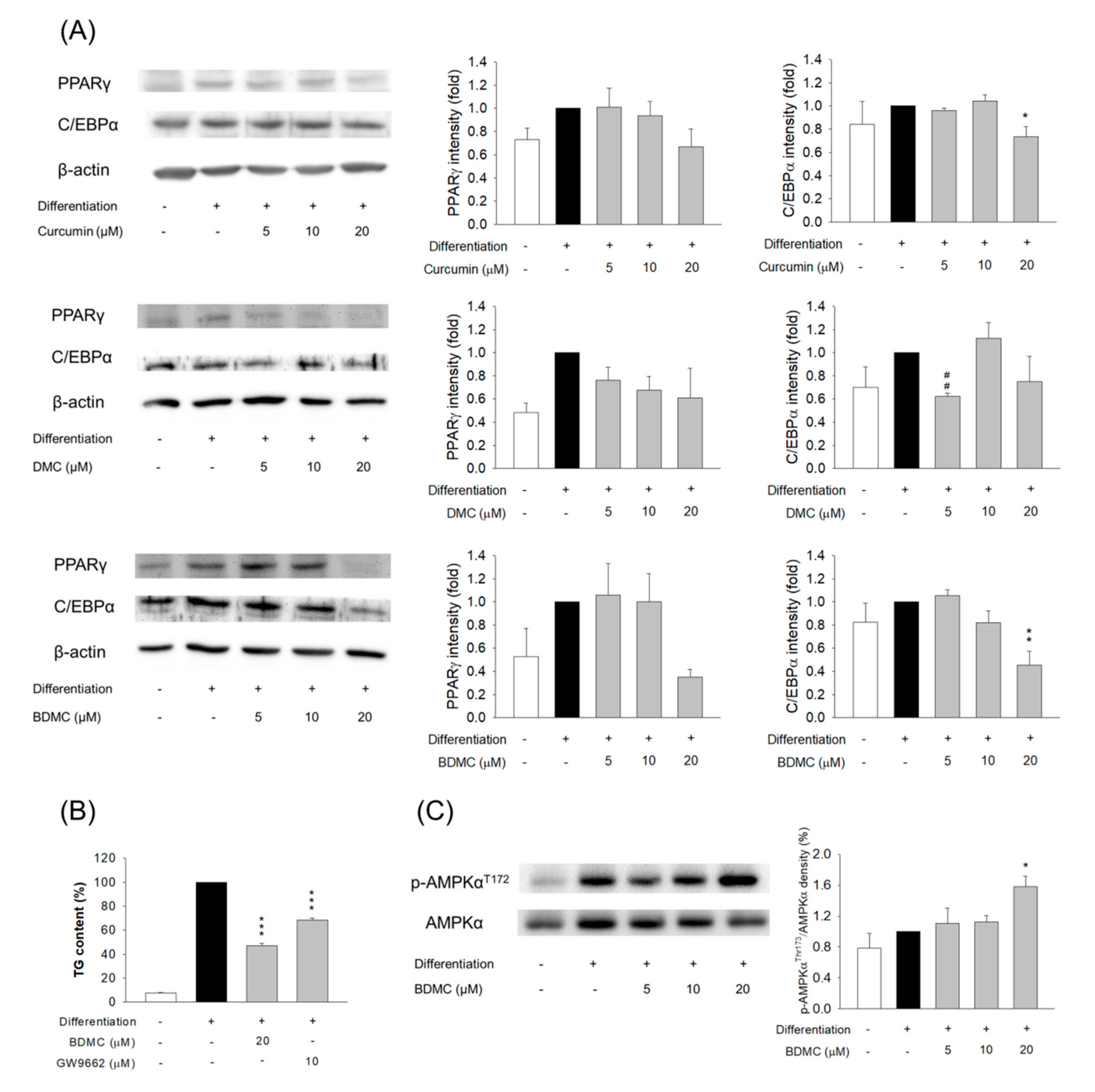 Biomolecules 11 01025 g004