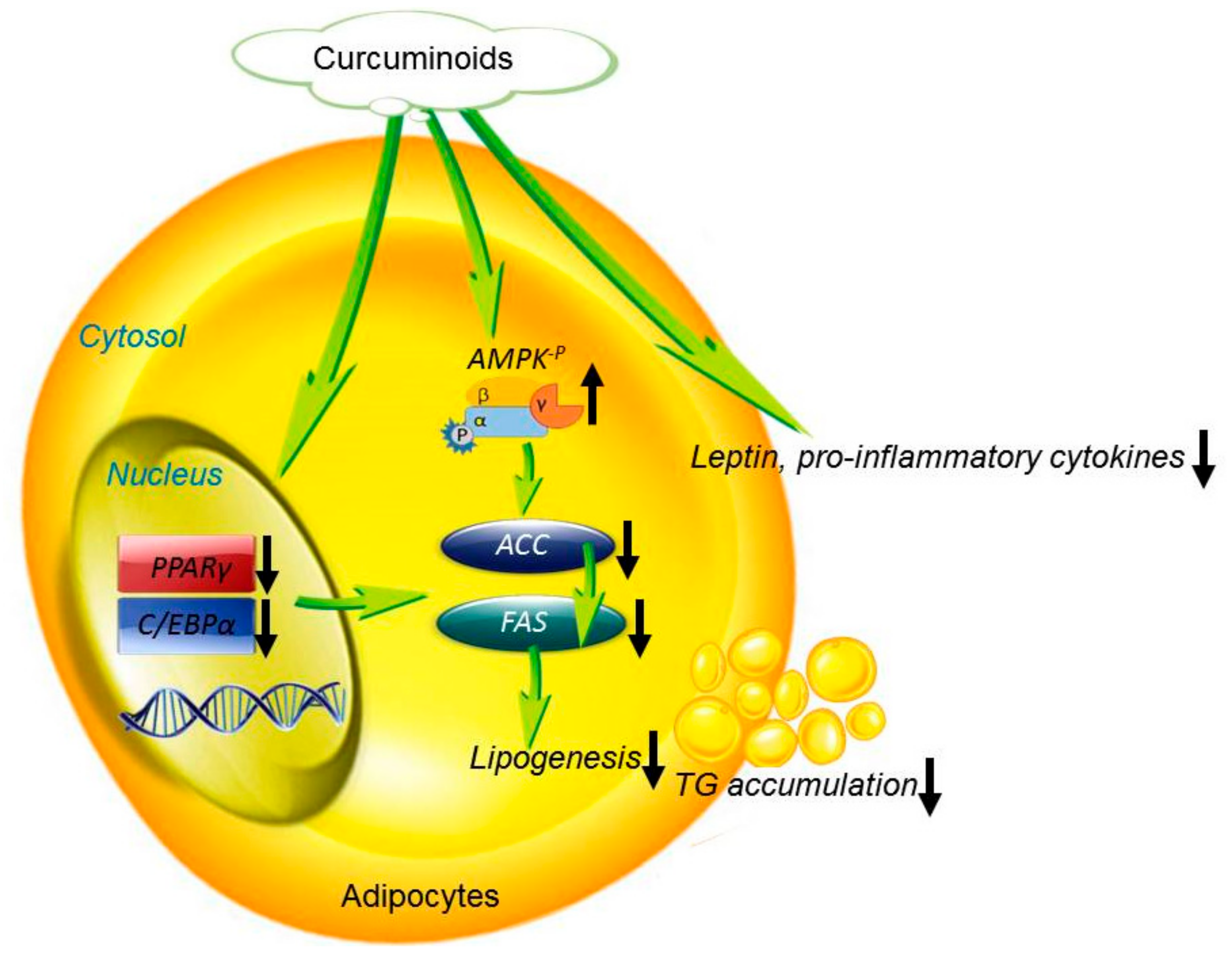 Biomolecules 11 01025 g008