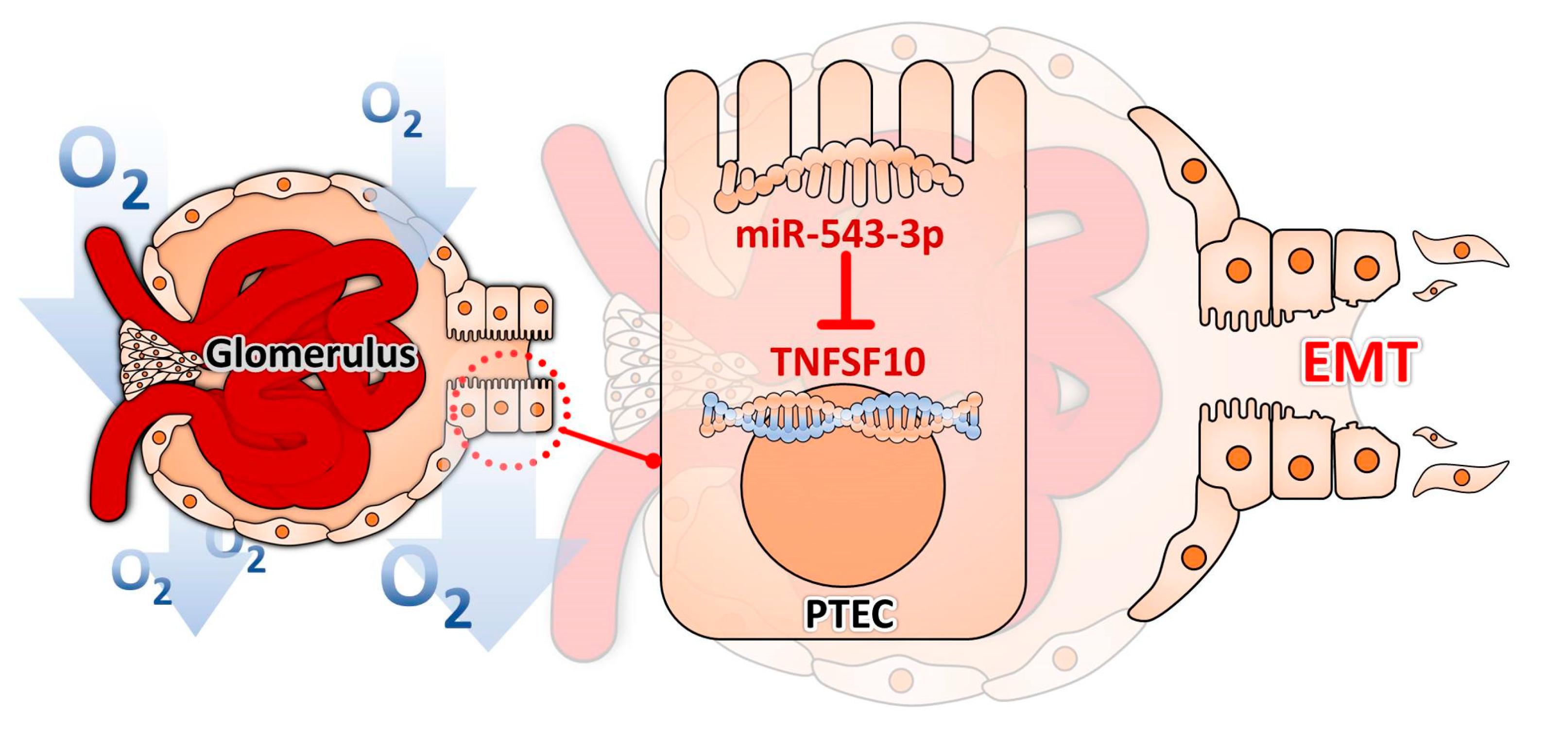 Biomolecules 11 01032 g005 Biomolecules 11 01032 g005