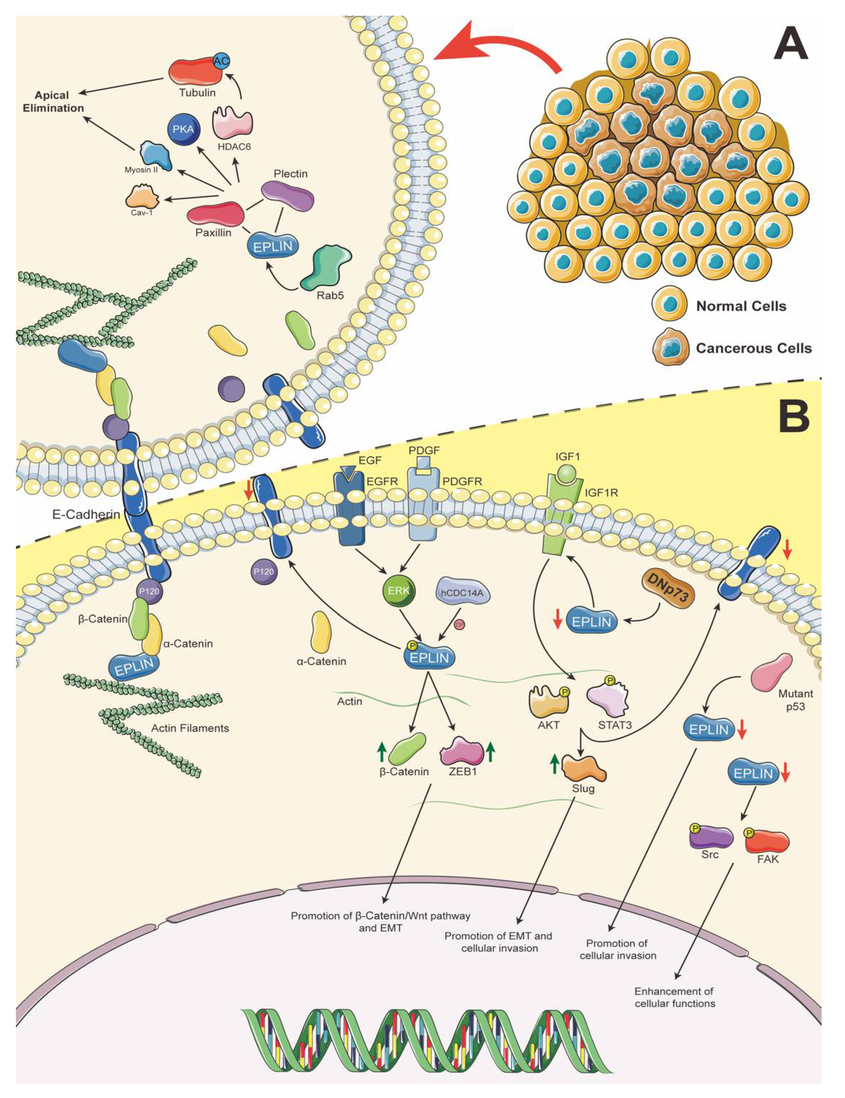 Biomolecules 11 01038 g002 Biomolecules 11 01038 g002