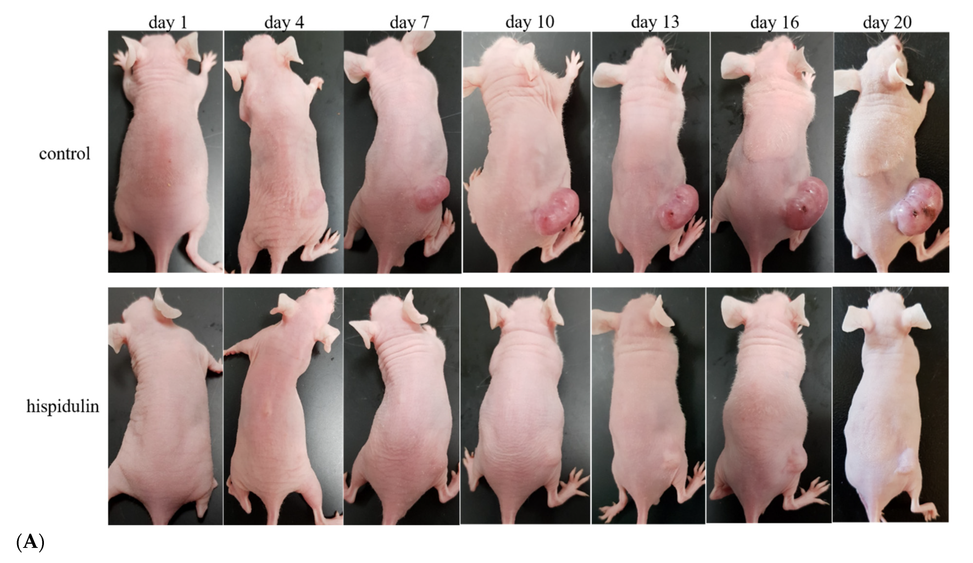 Biomolecules 11 01039 g009a