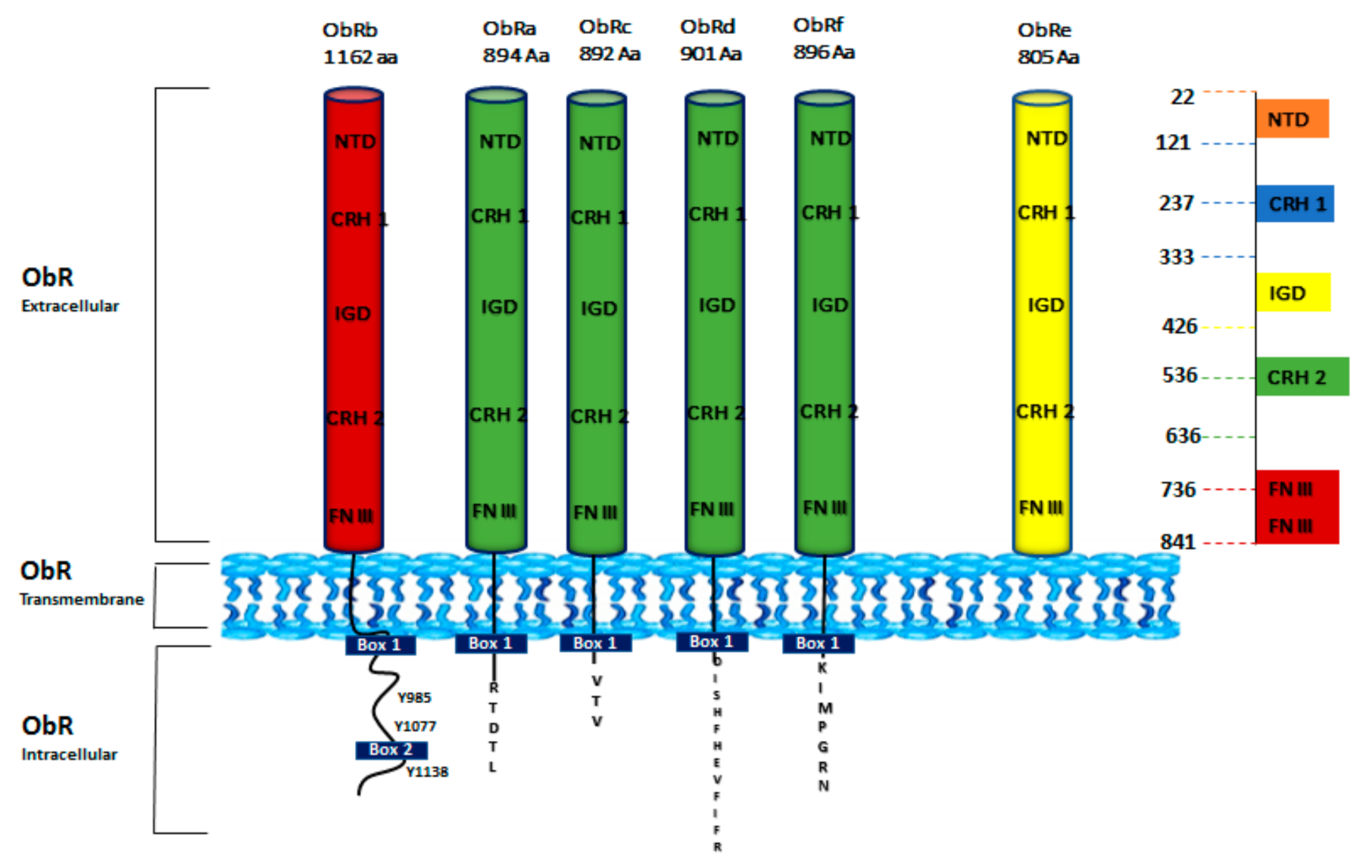 Biomolecules 11 01045 g003
