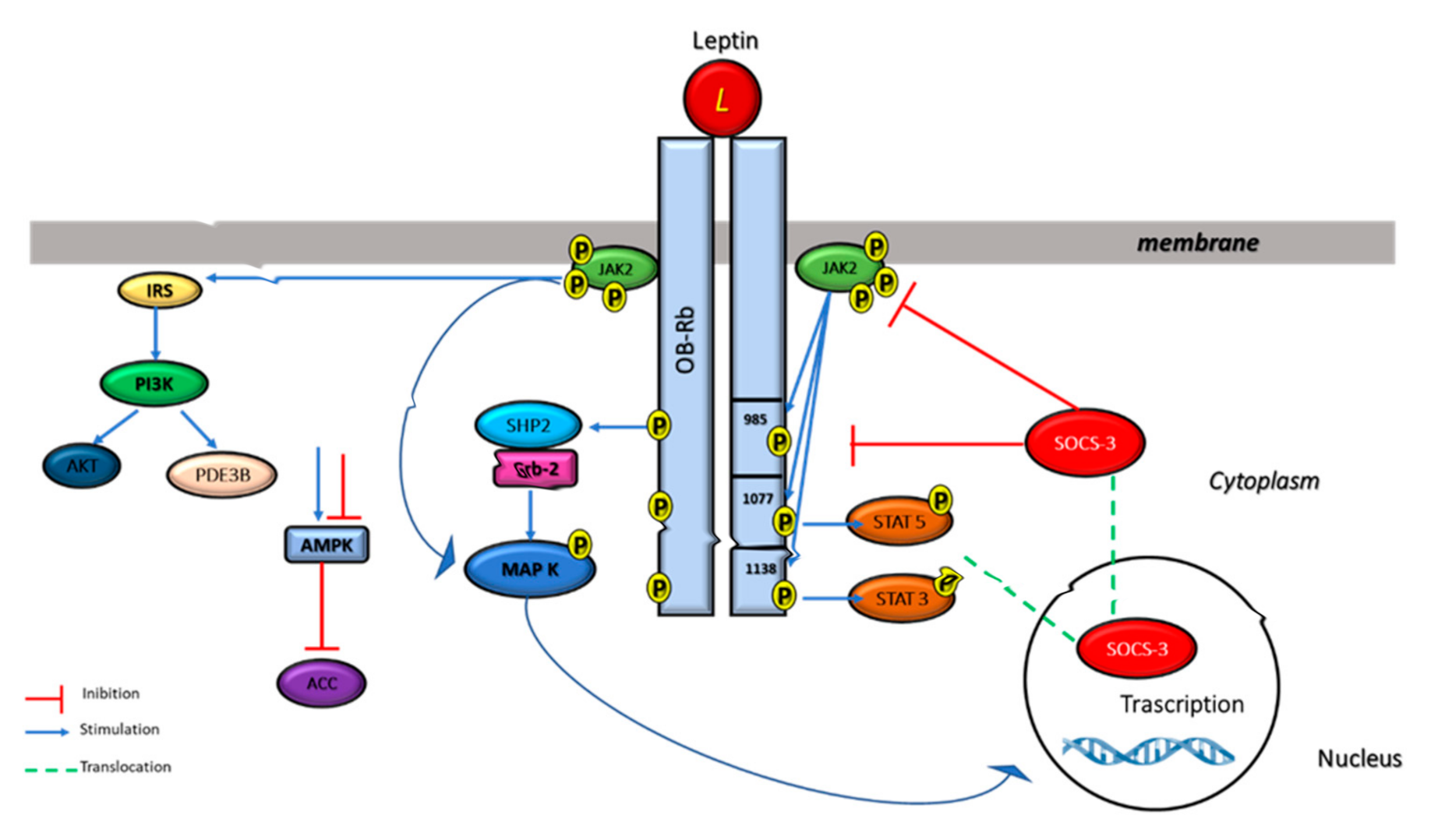 Biomolecules 11 01045 g004