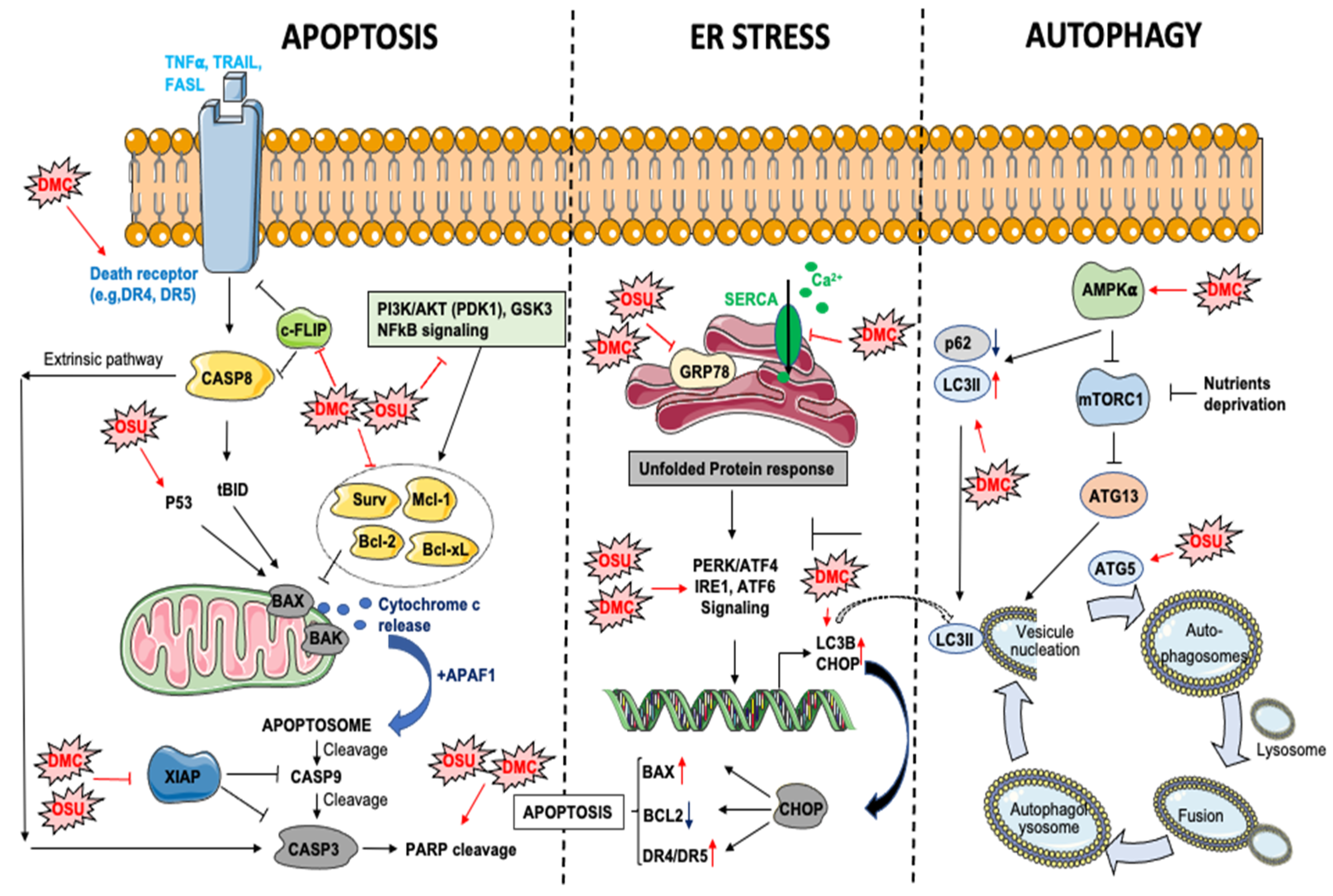 Biomolecules 11 01049 g002 Biomolecules 11 01049 g002