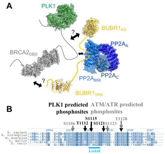 Biomolecules 11 01060 g004 550