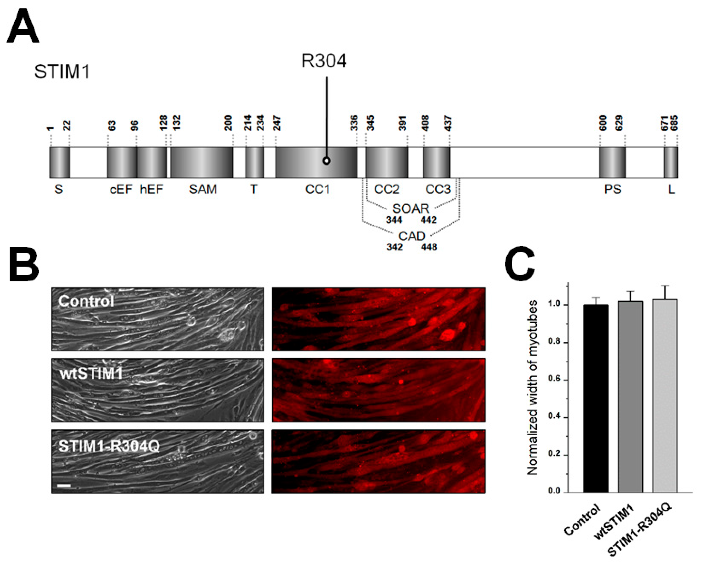 Biomolecules 11 01064 g001
