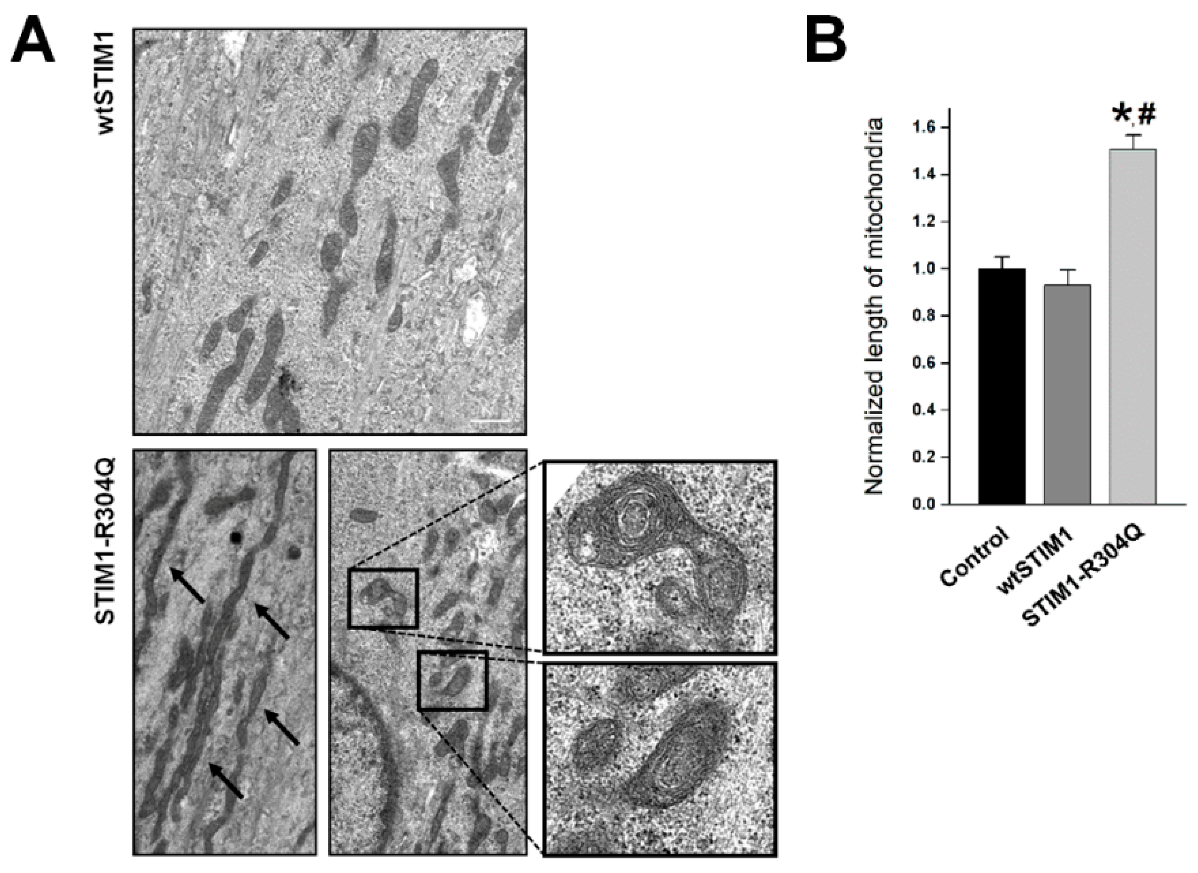 Biomolecules 11 01064 g004