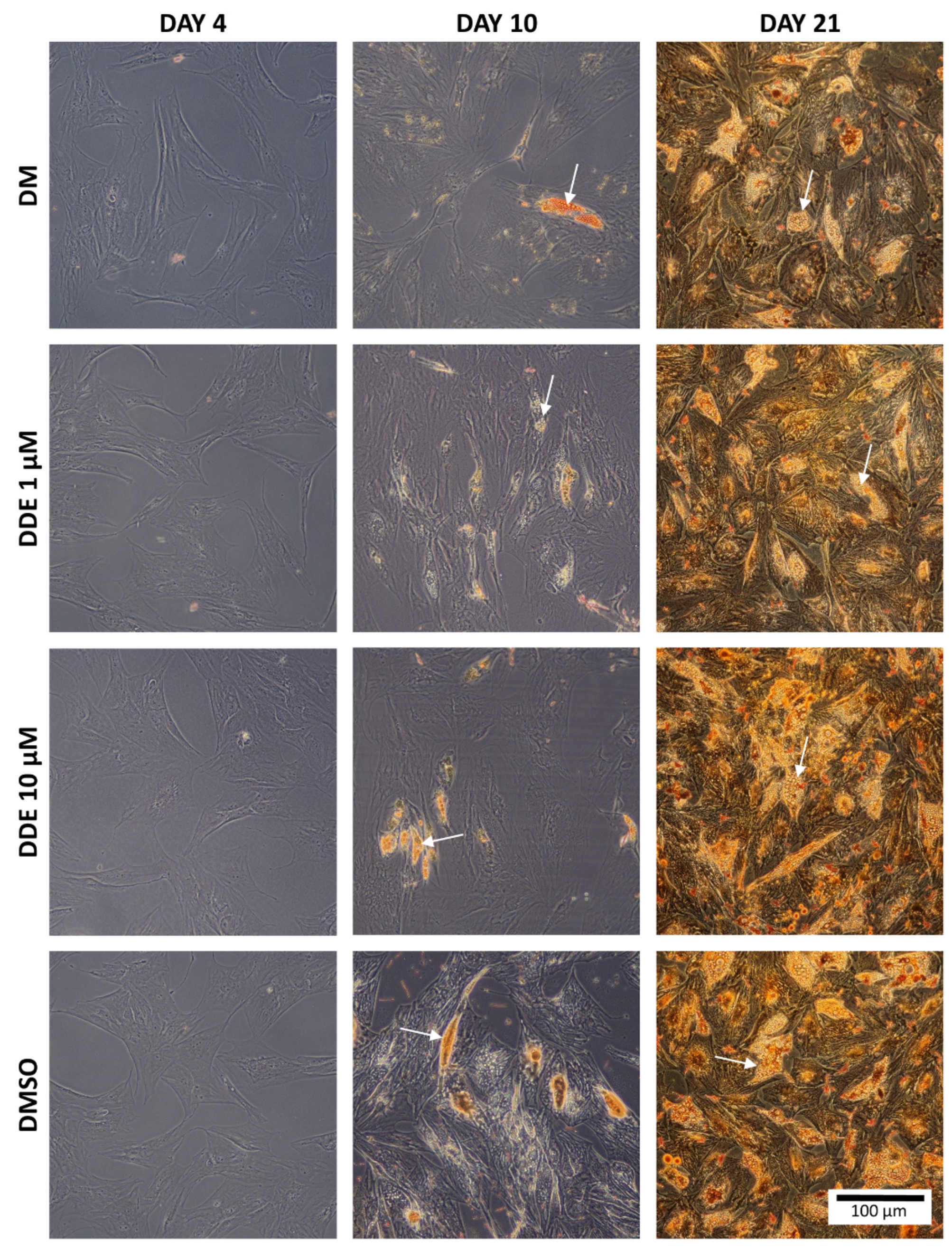 Biomolecules 11 01068 g003