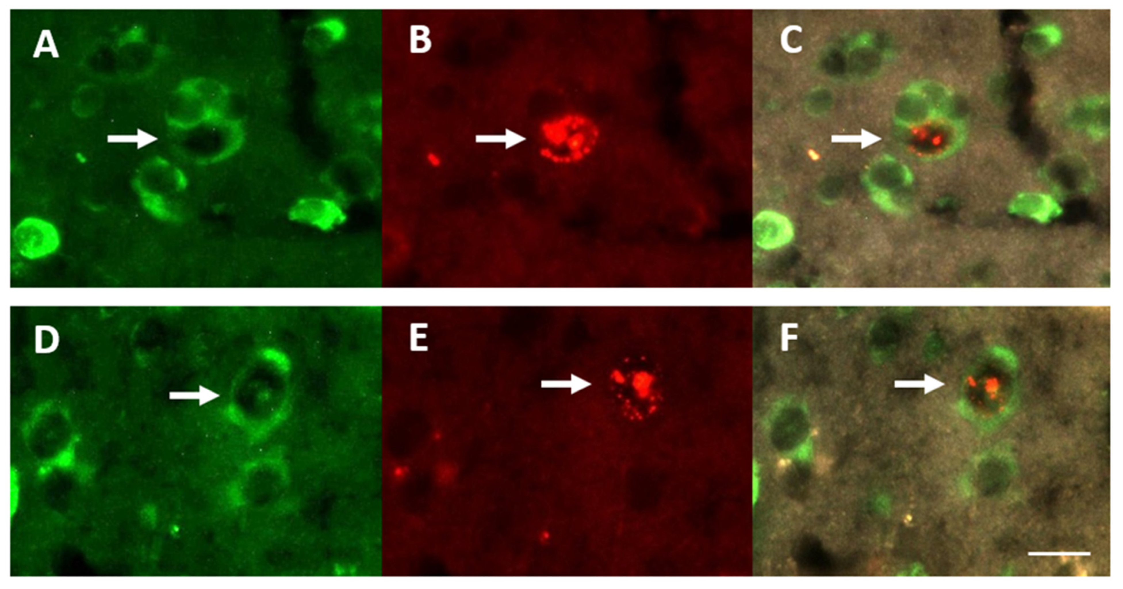 Biomolecules 11 01069 g003