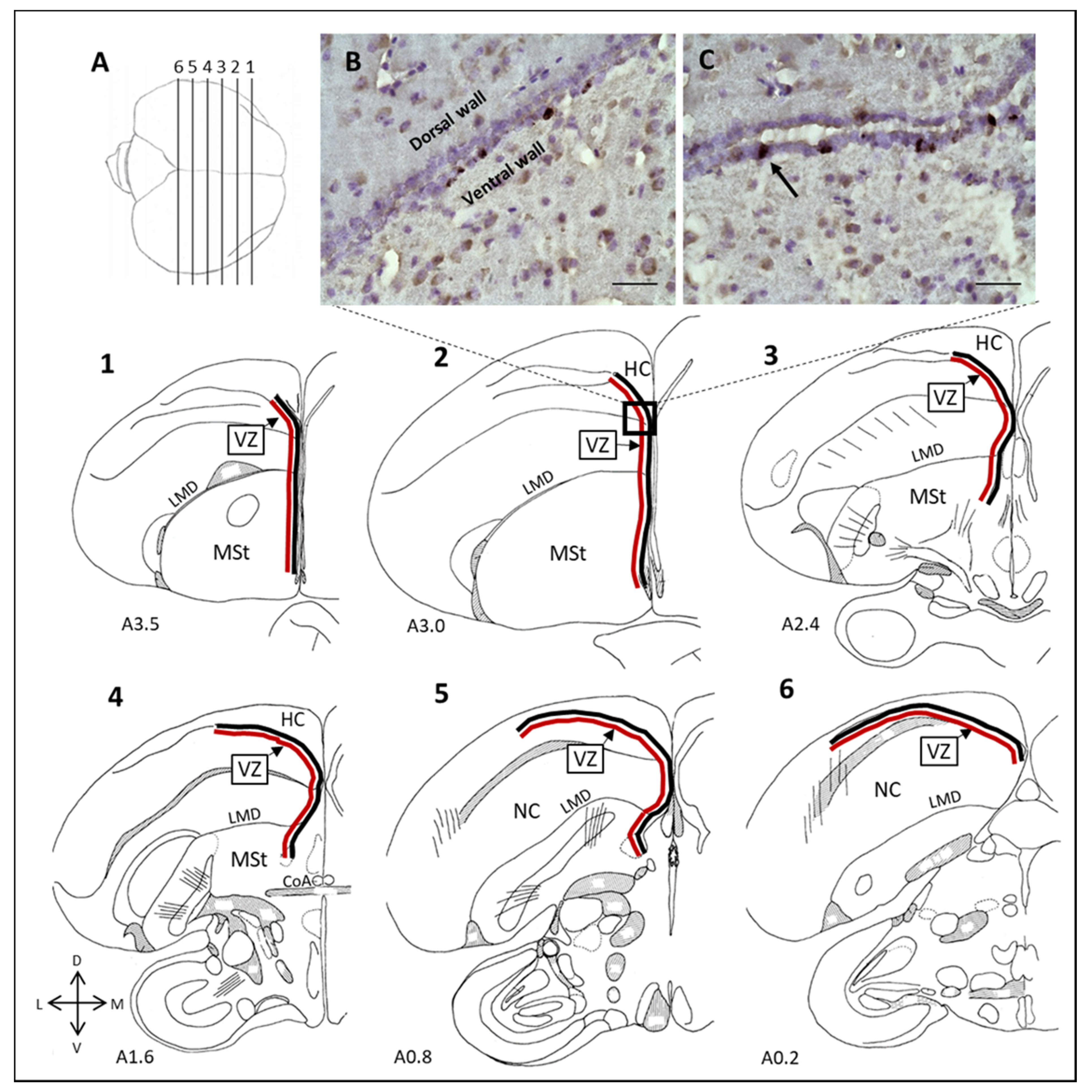 Biomolecules 11 01069 g004