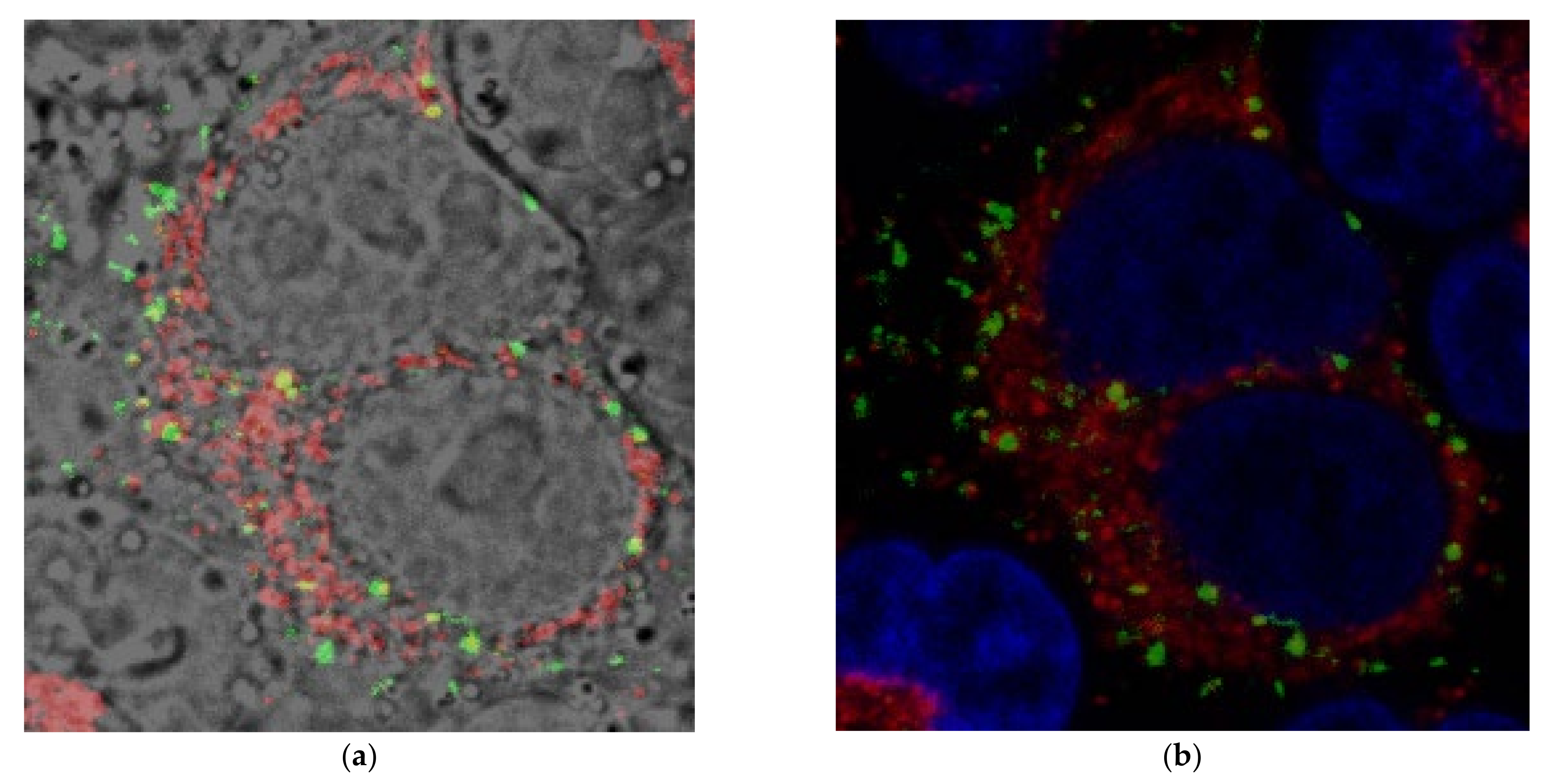 Biomolecules 11 01075 g005