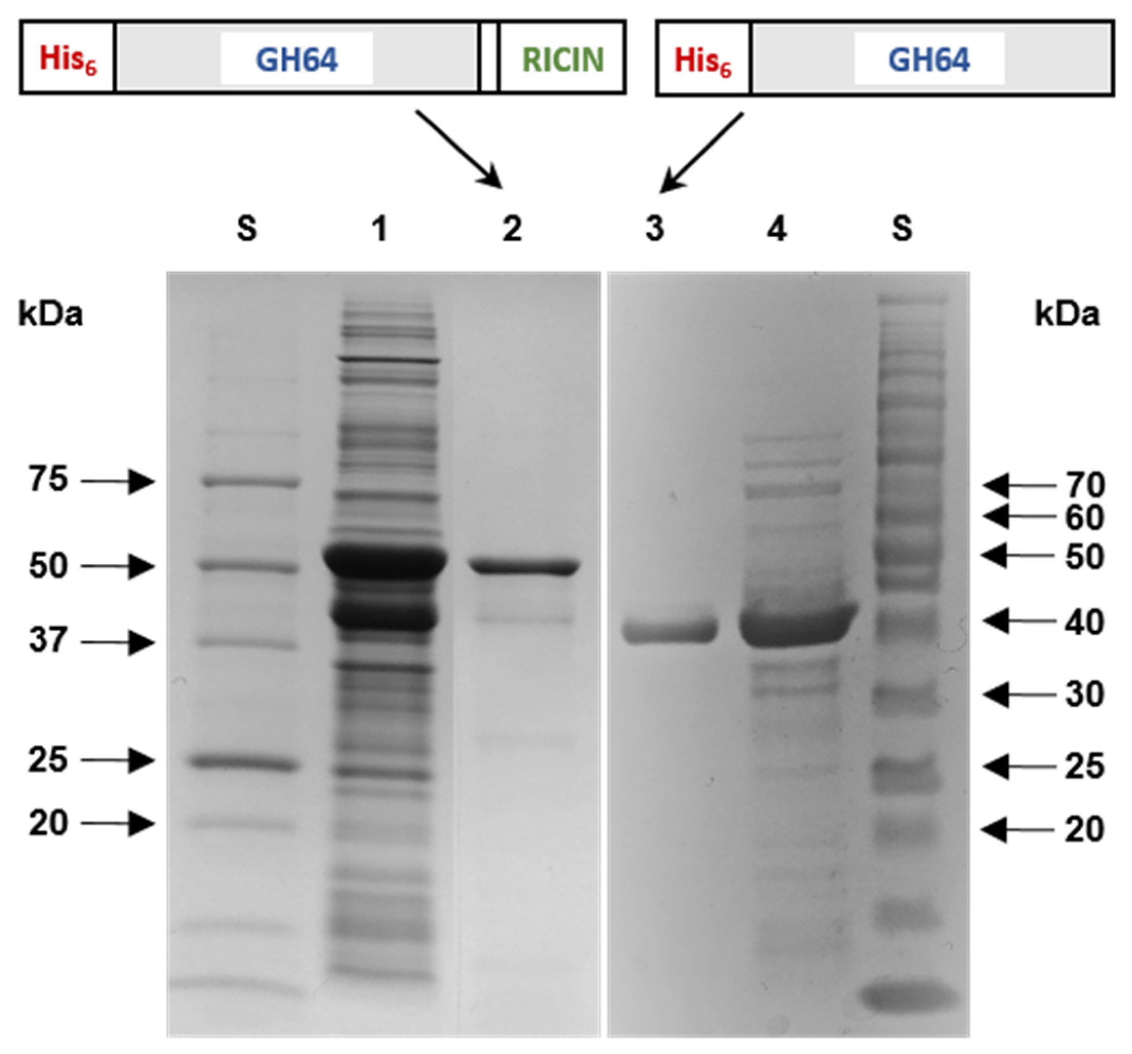 Biomolecules 11 01080 g003 Biomolecules 11 01080 g003