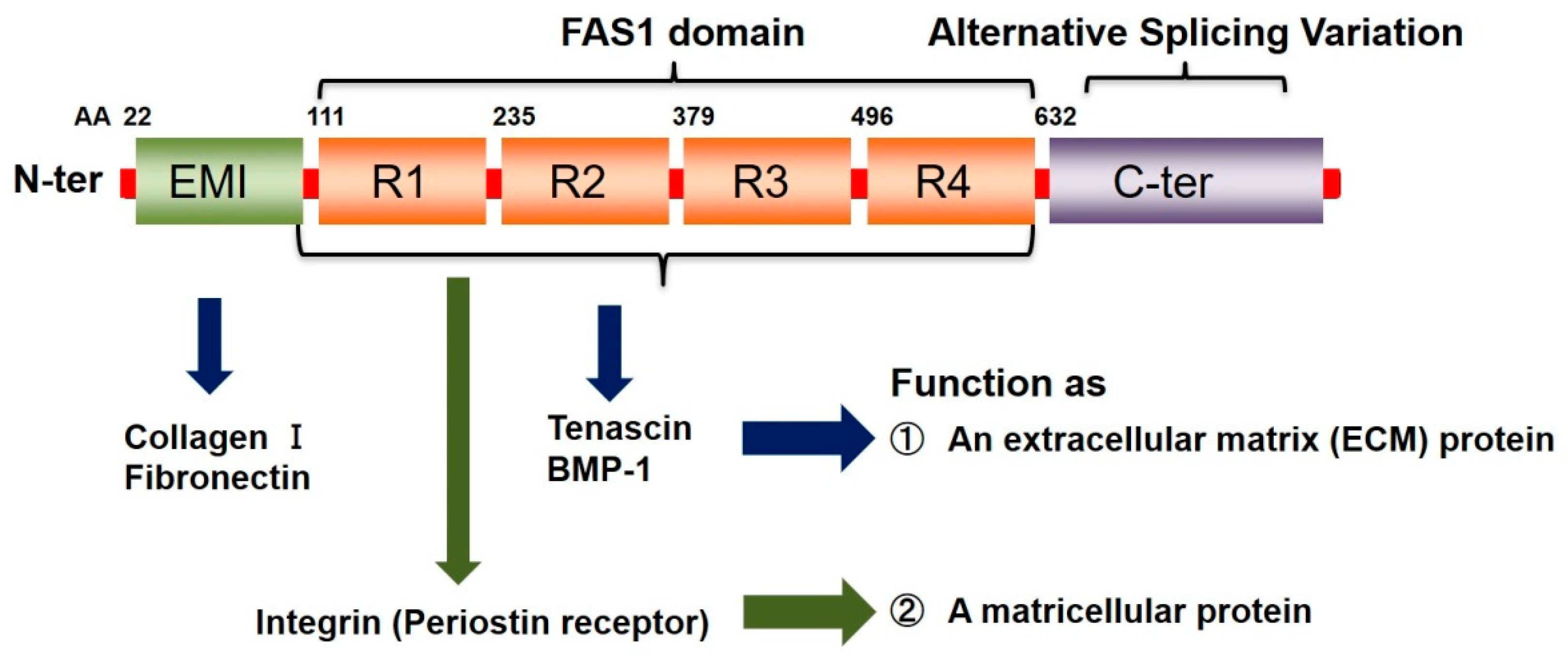 Biomolecules 11 01084 g001