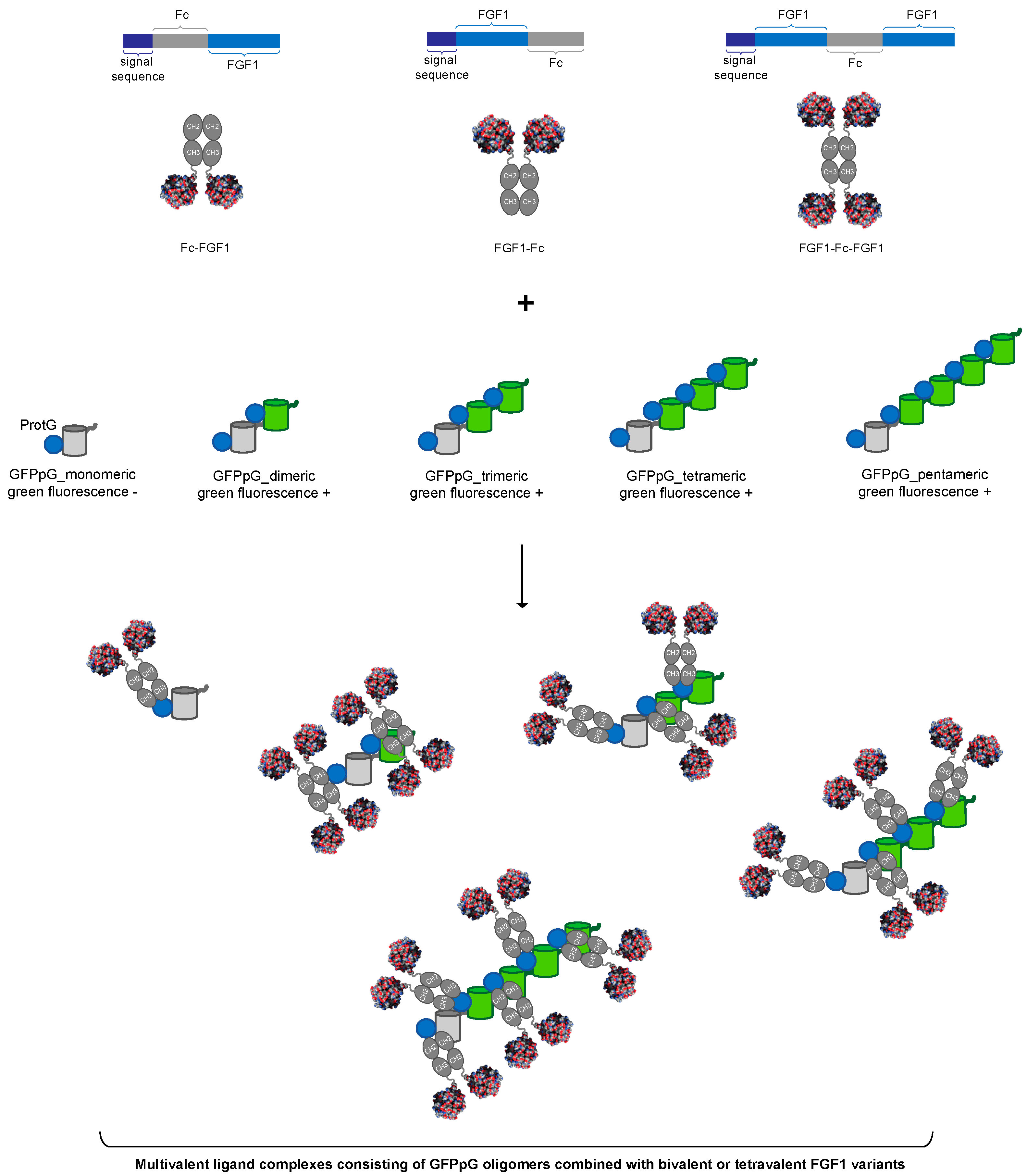 Biomolecules 11 01088 g001