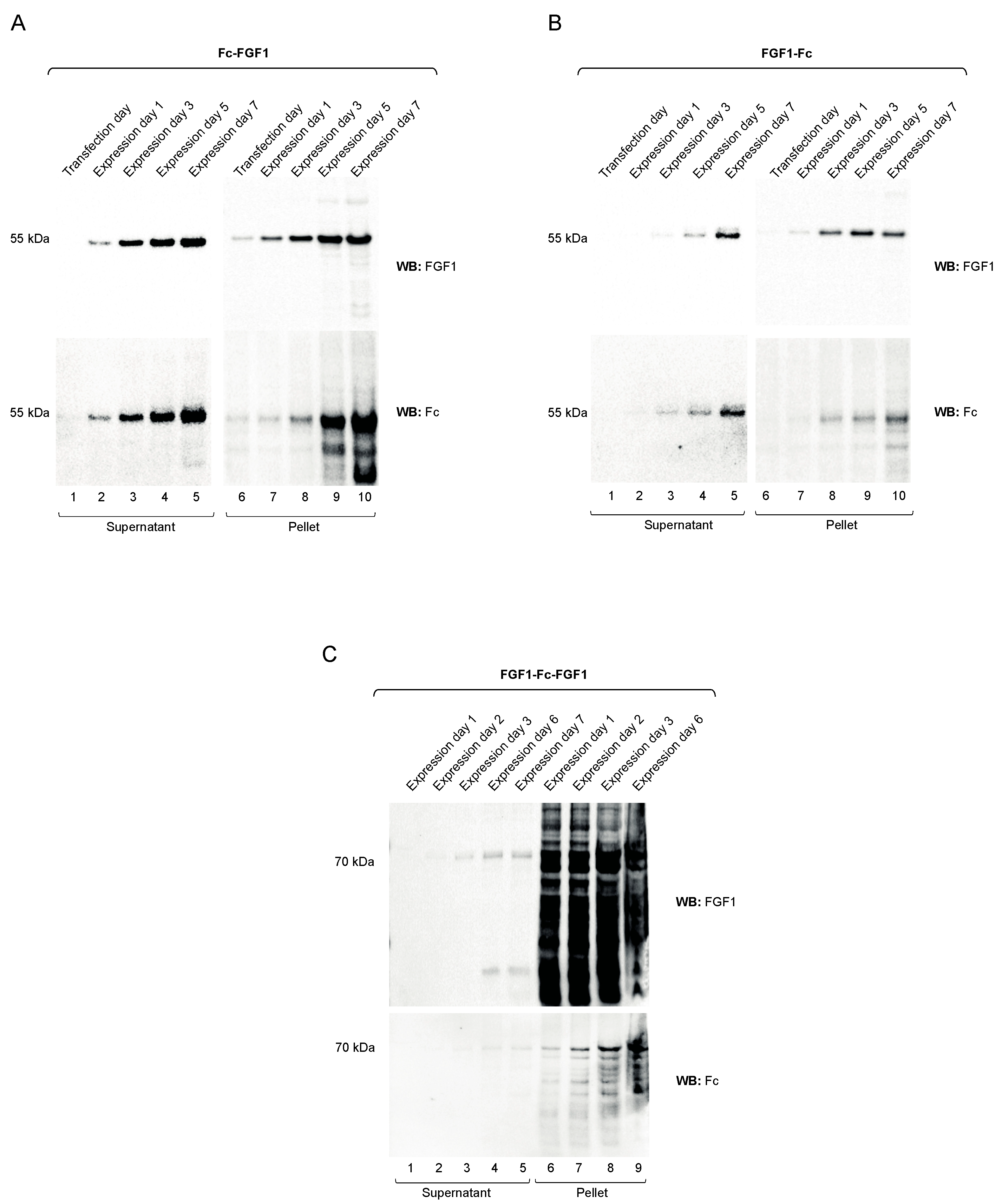 Biomolecules 11 01088 g002