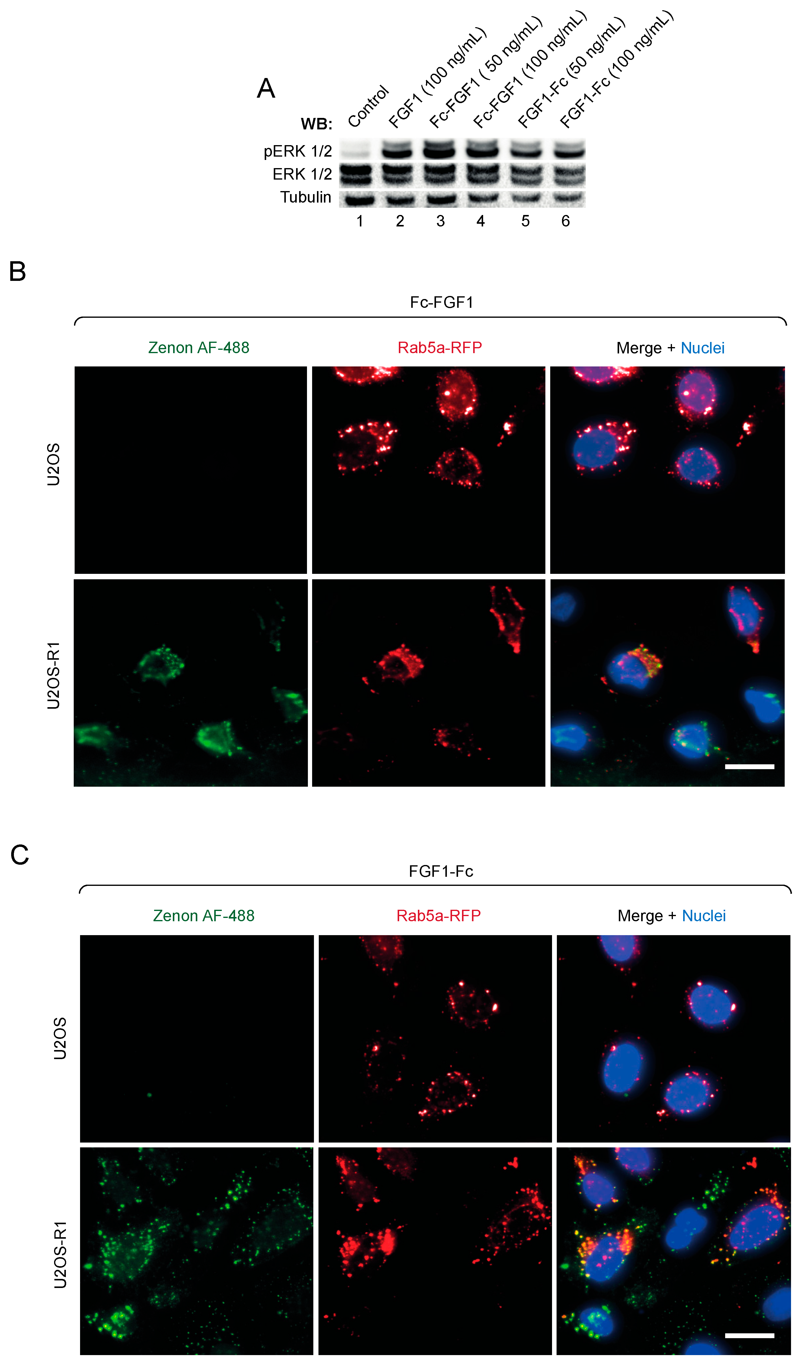 Biomolecules 11 01088 g004