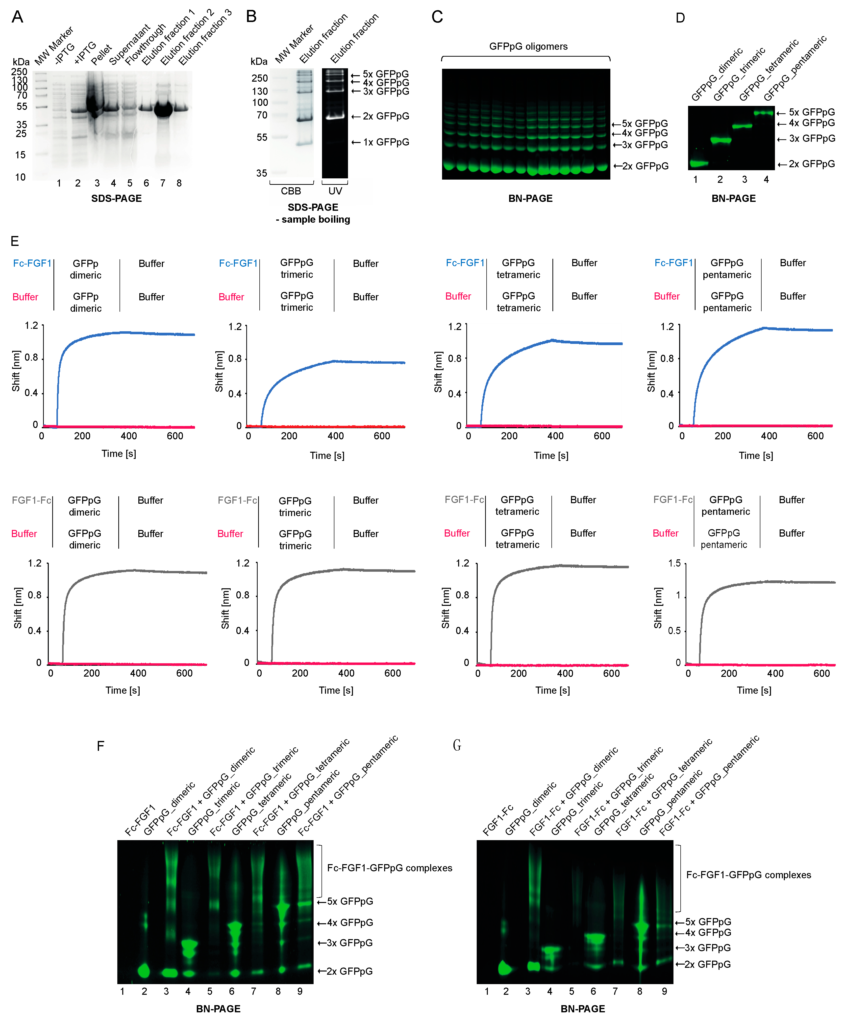 Biomolecules 11 01088 g005