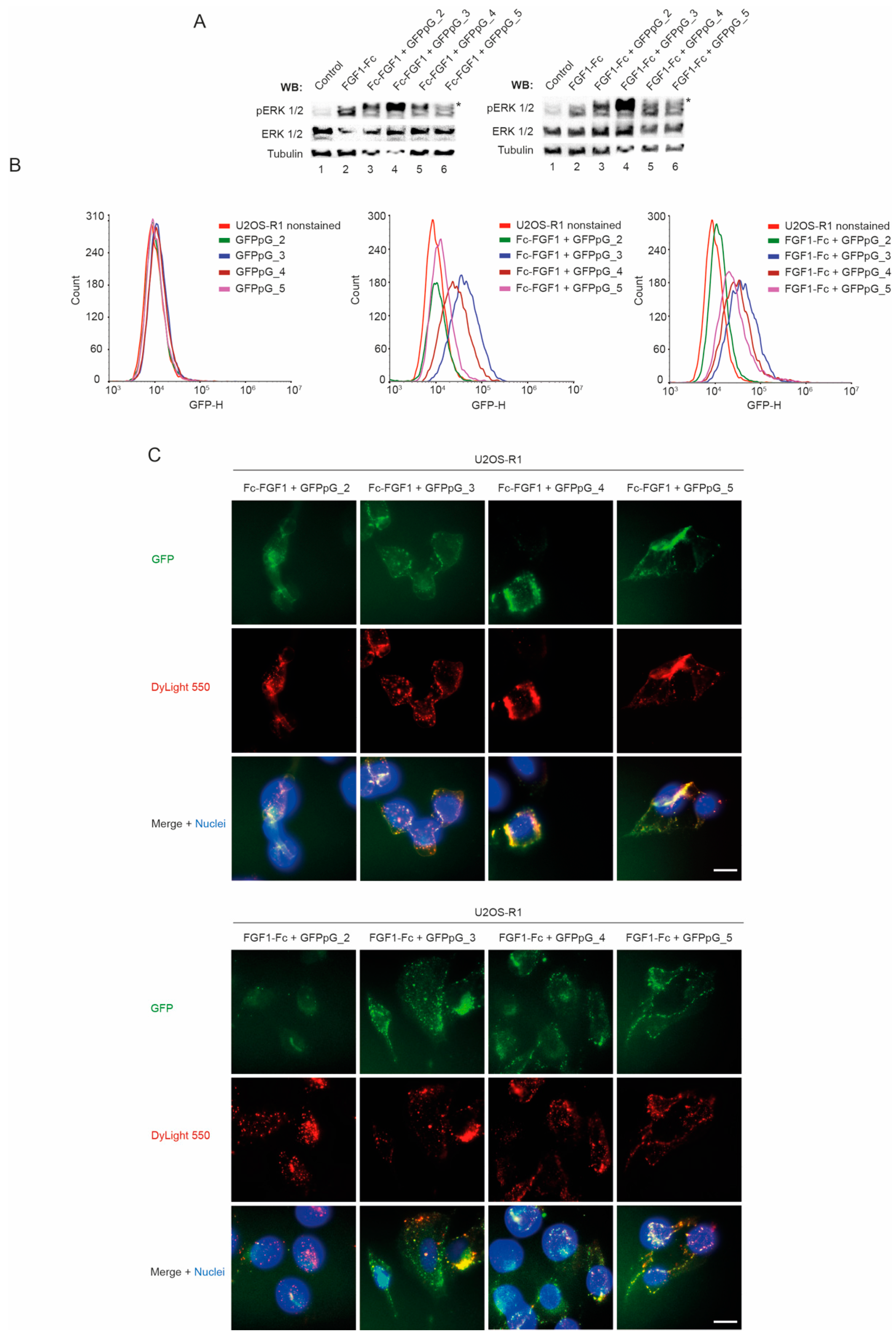 Biomolecules 11 01088 g006