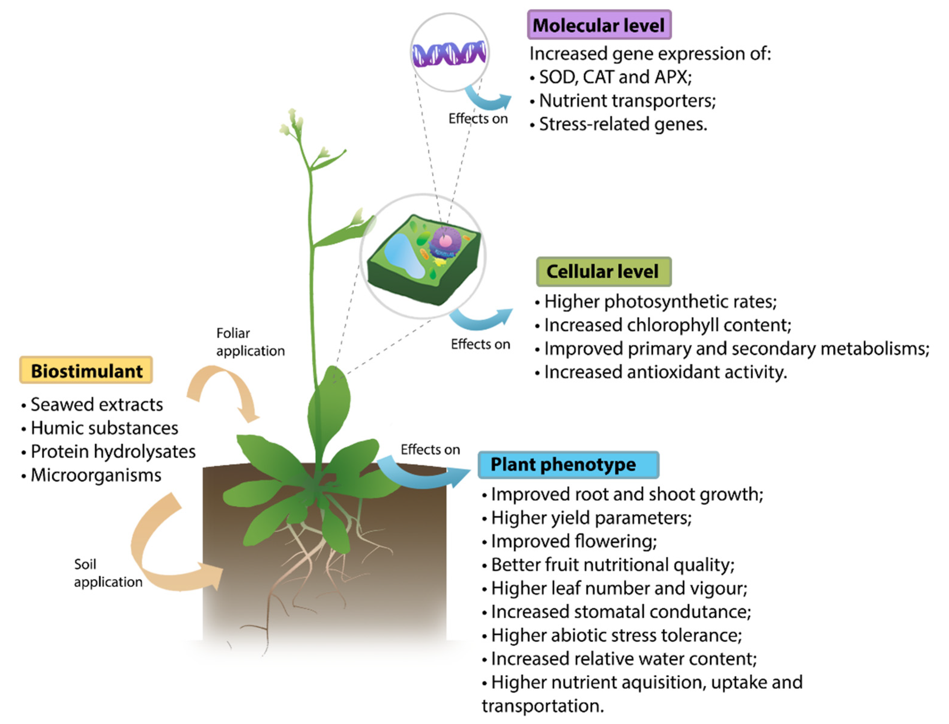 Biomolecules 11 01096 g001