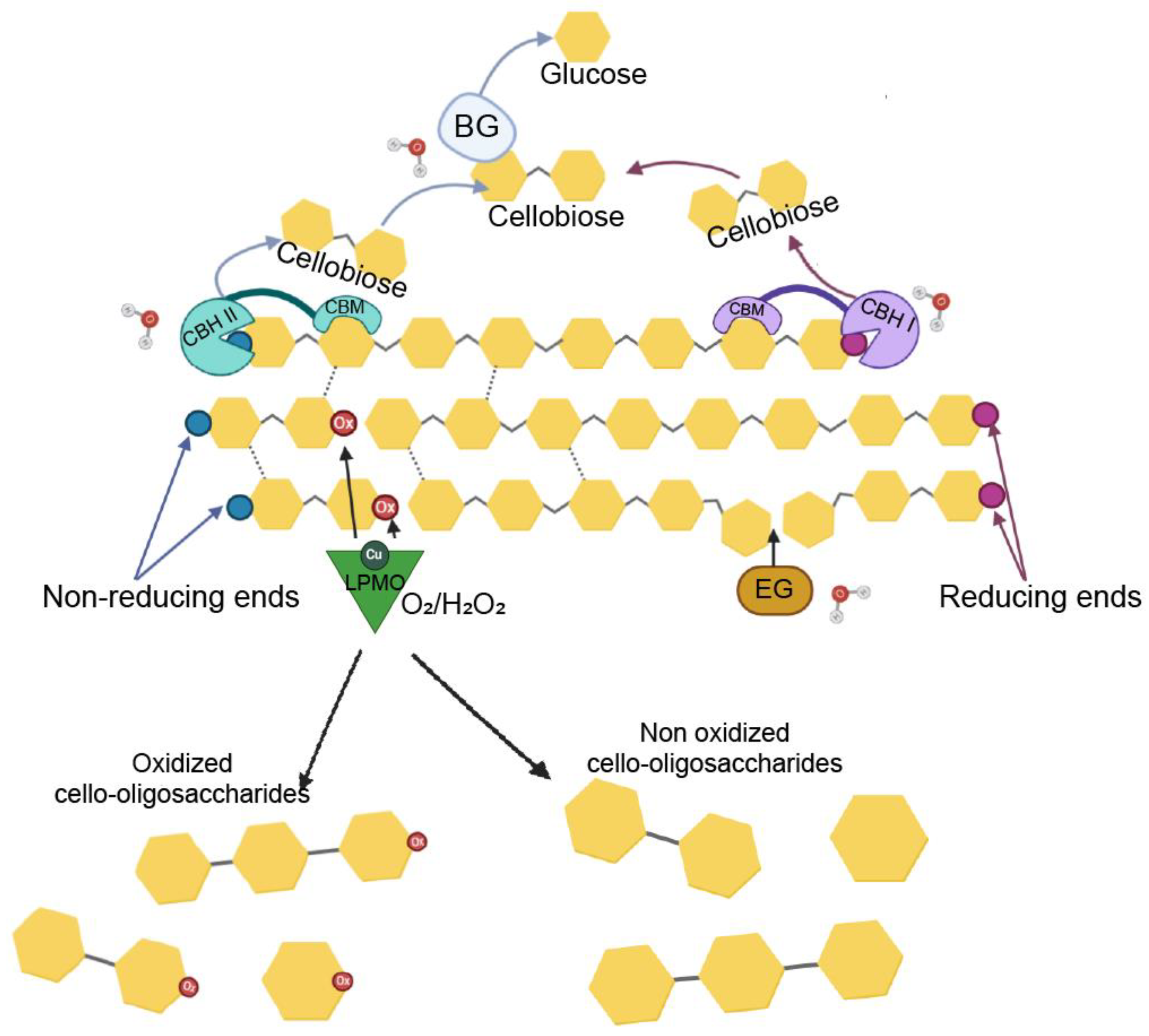 Biomolecules 11 01098 g001
