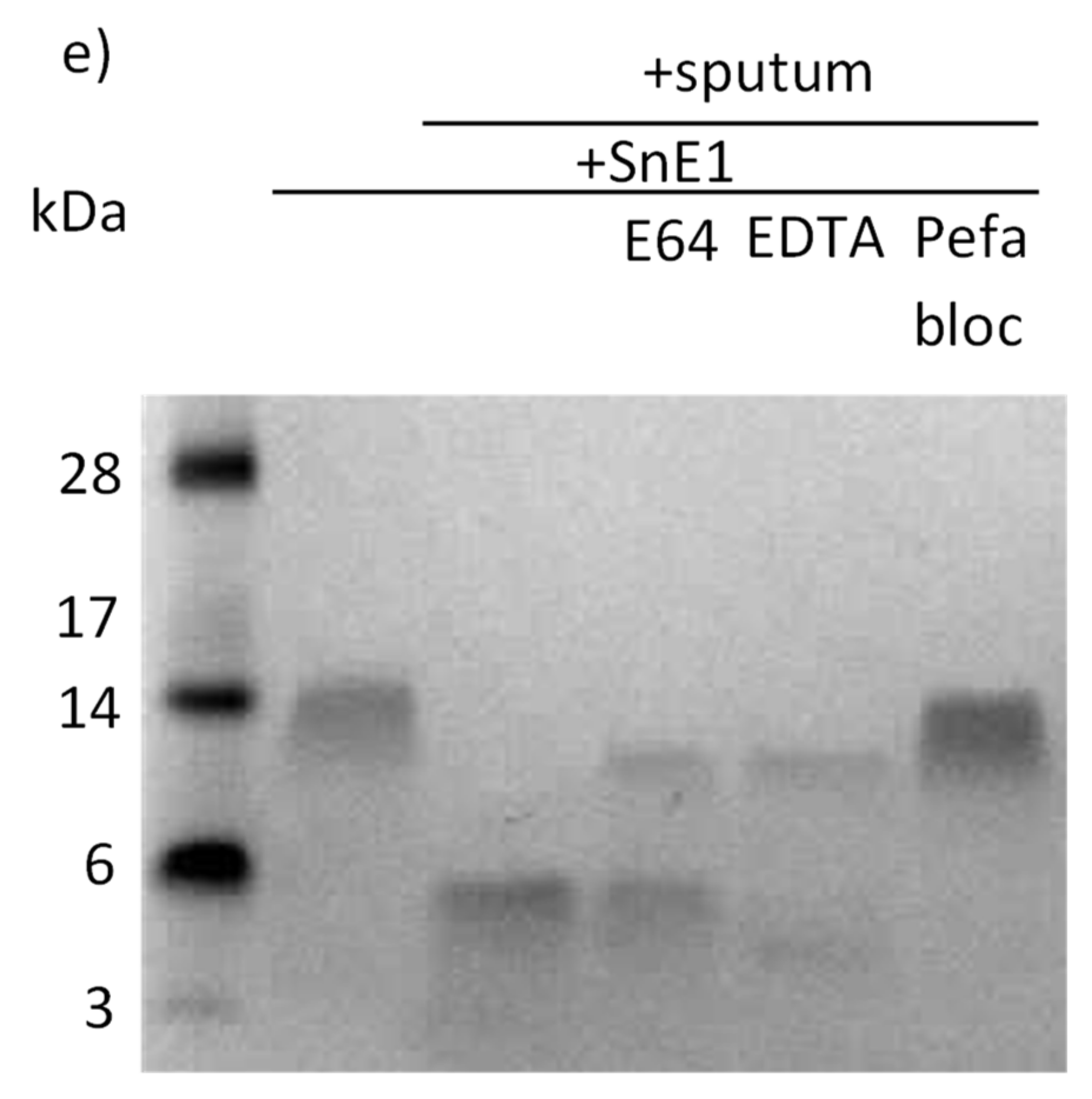Biomolecules 11 01106 g002b Biomolecules 11 01106 g002b