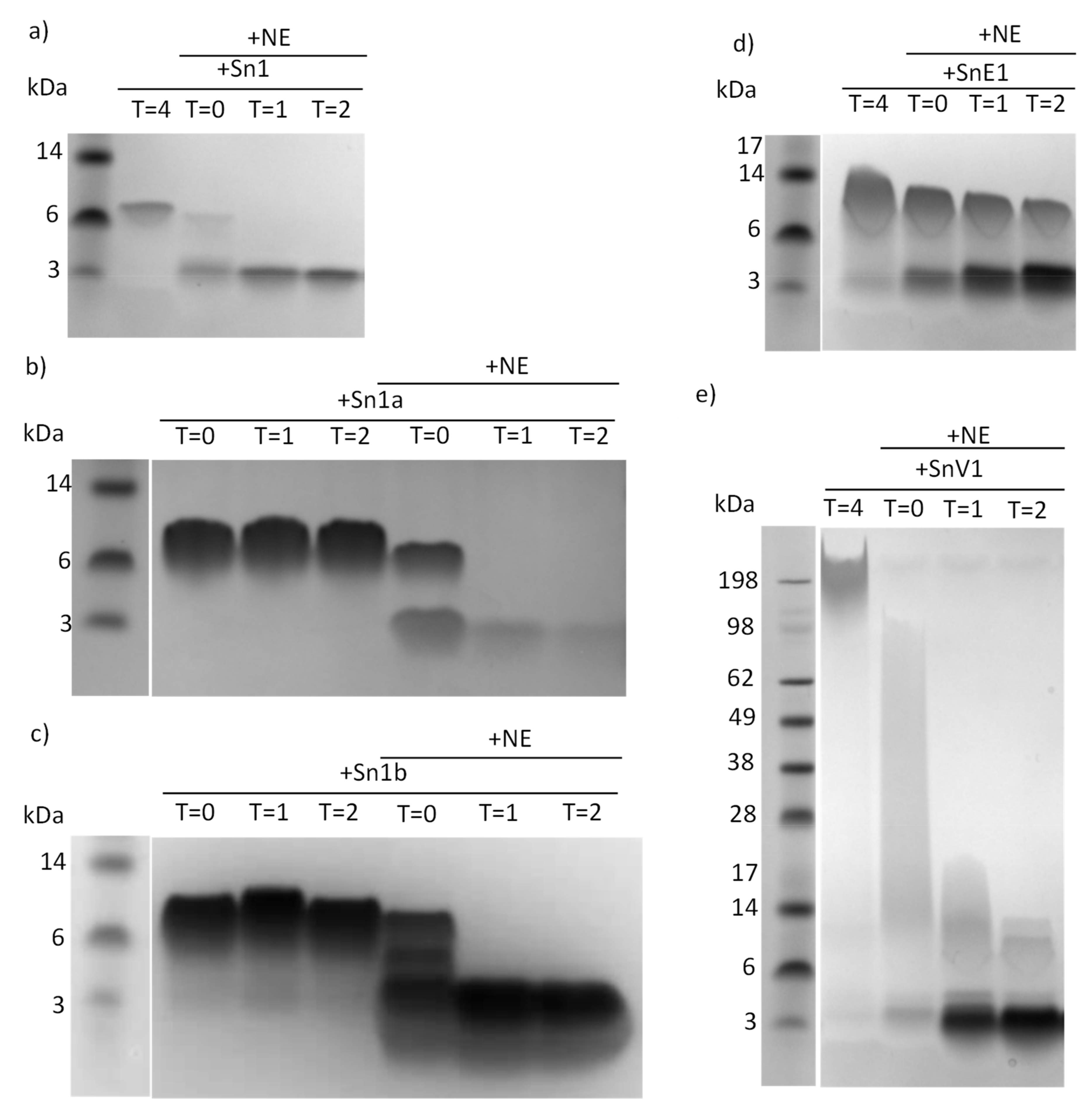 Biomolecules 11 01106 g003 Biomolecules 11 01106 g003