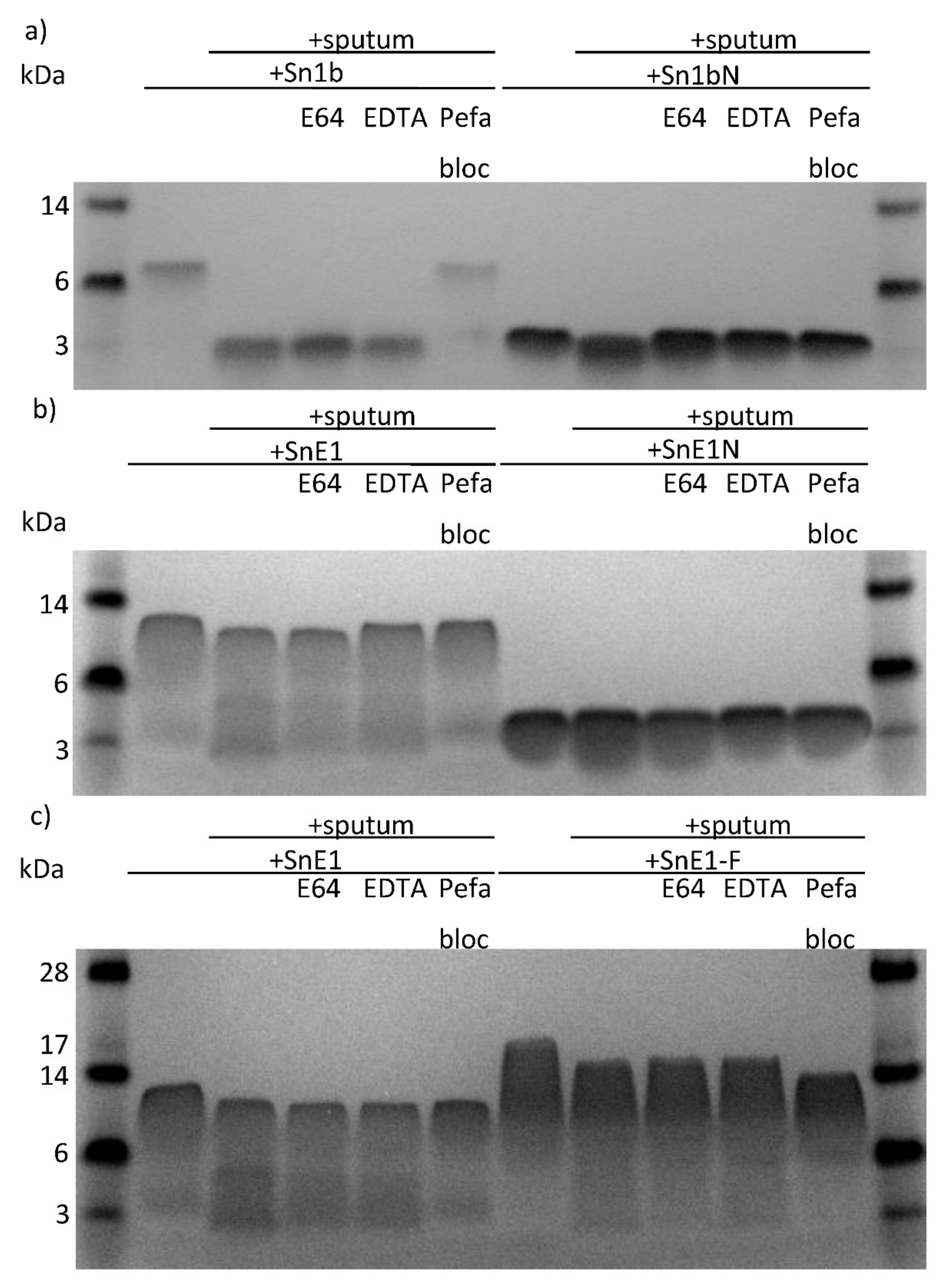 Biomolecules 11 01106 g007a Biomolecules 11 01106 g007a