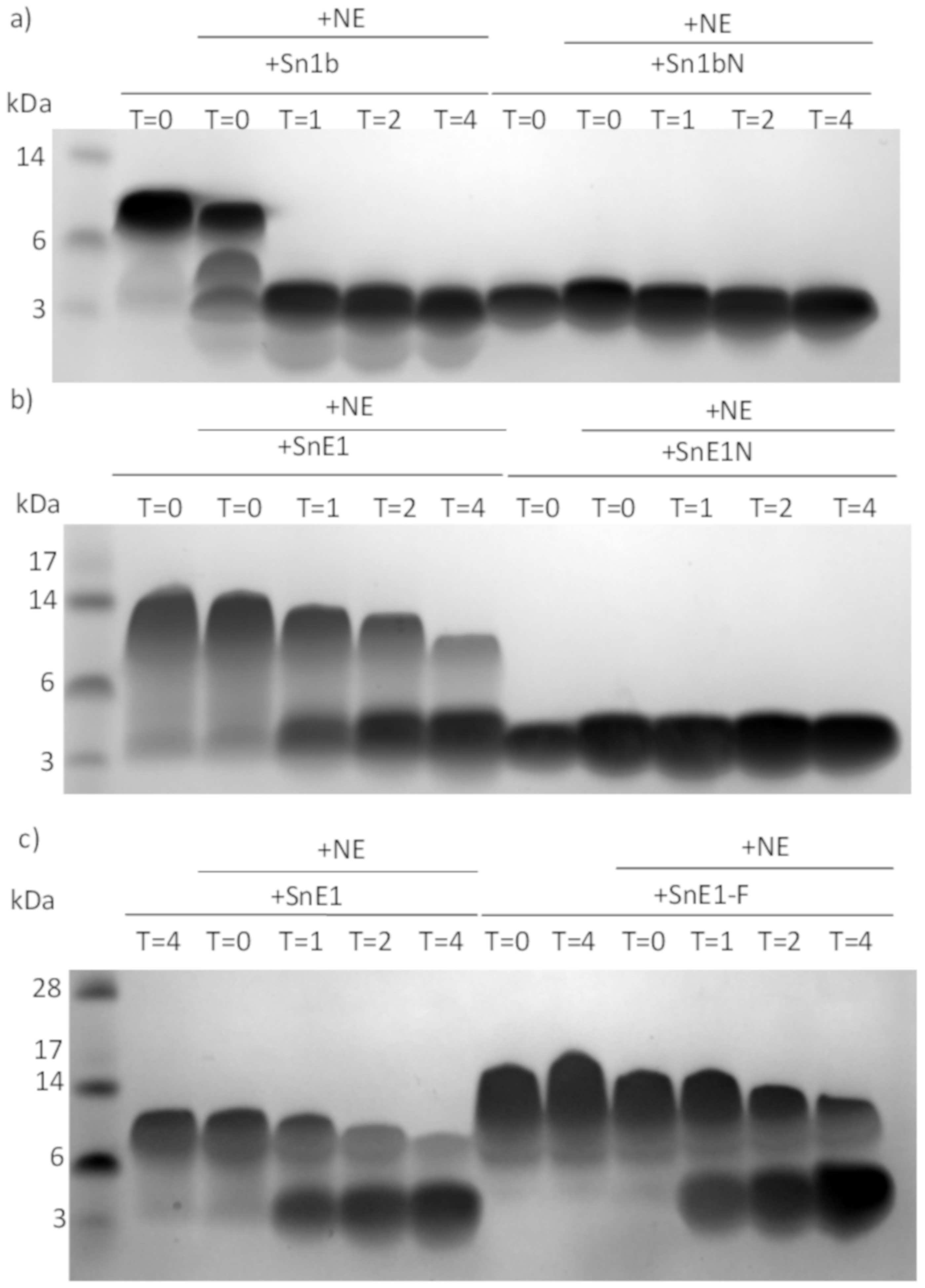 Biomolecules 11 01106 g008 Biomolecules 11 01106 g008