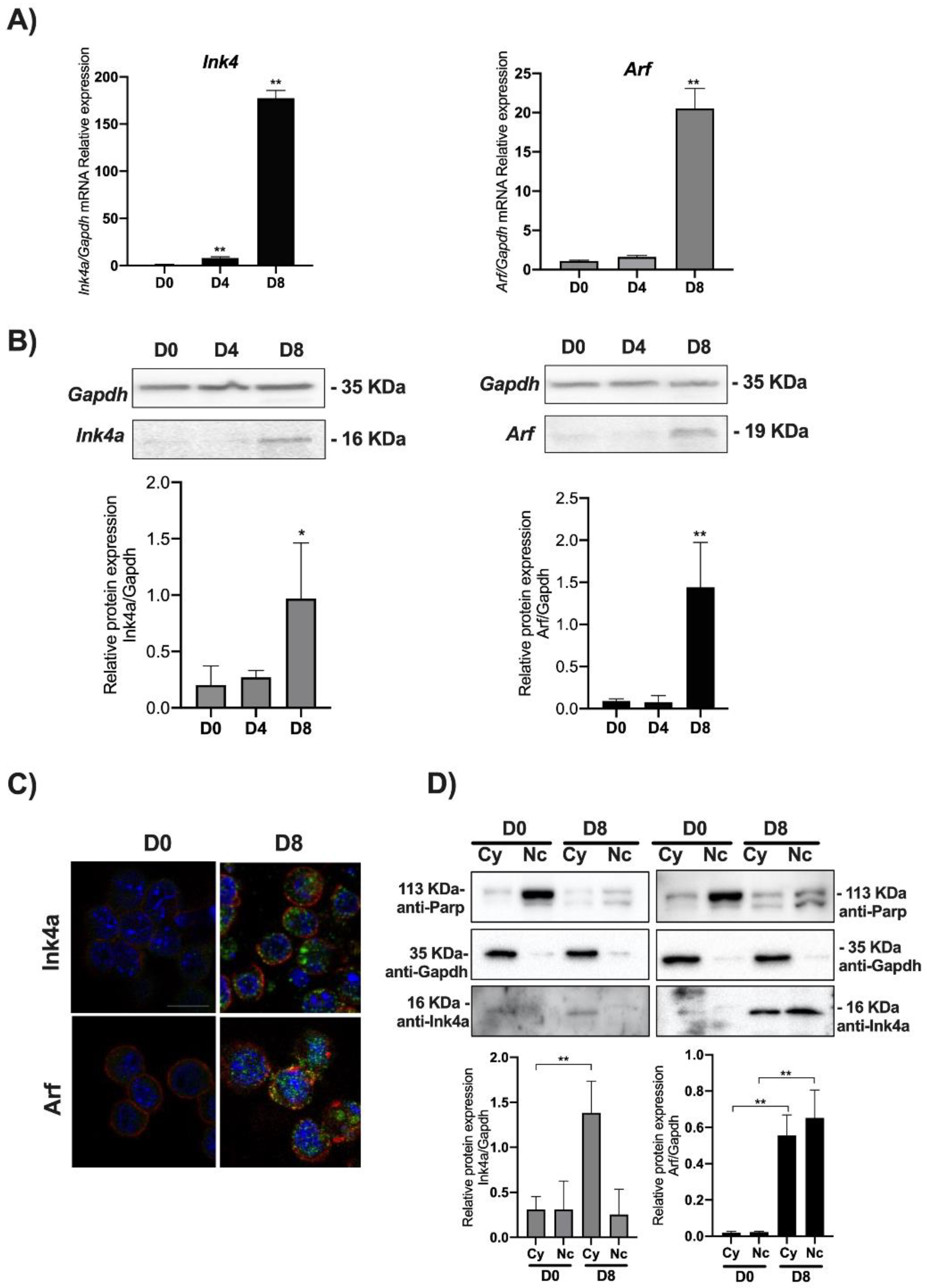 Biomolecules 11 01124 g002