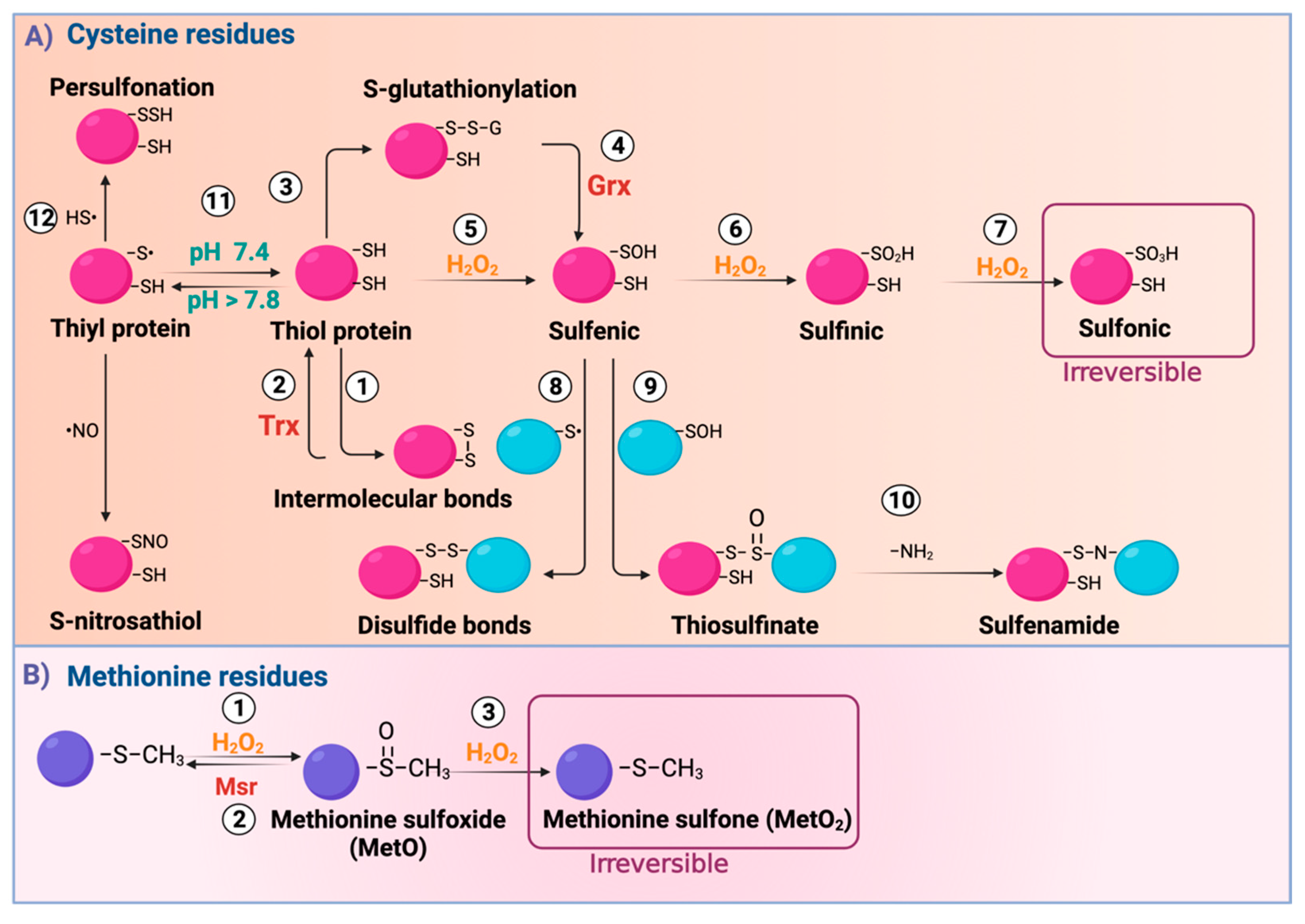 Biomolecules 11 01144 g001