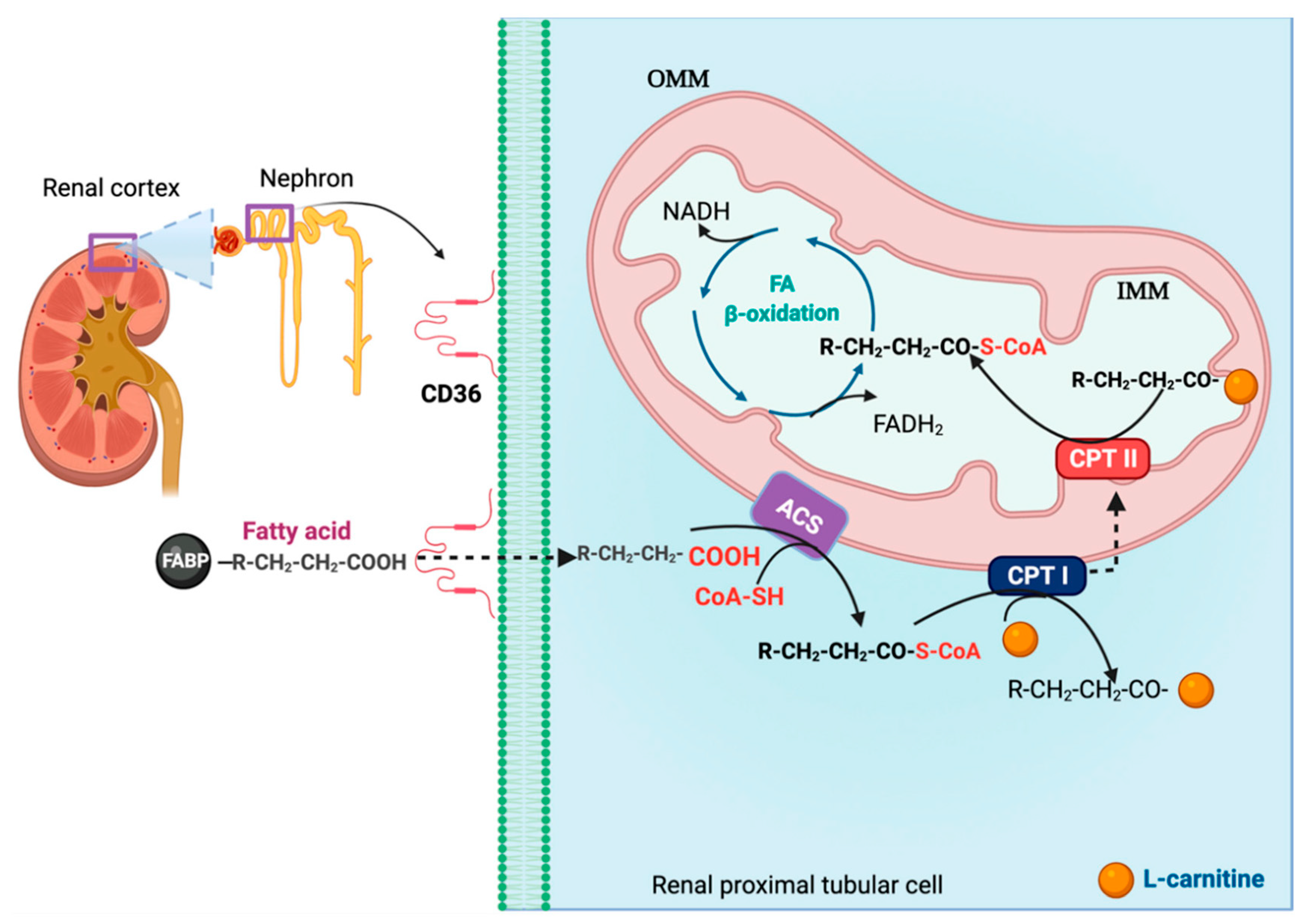 Biomolecules 11 01144 g003