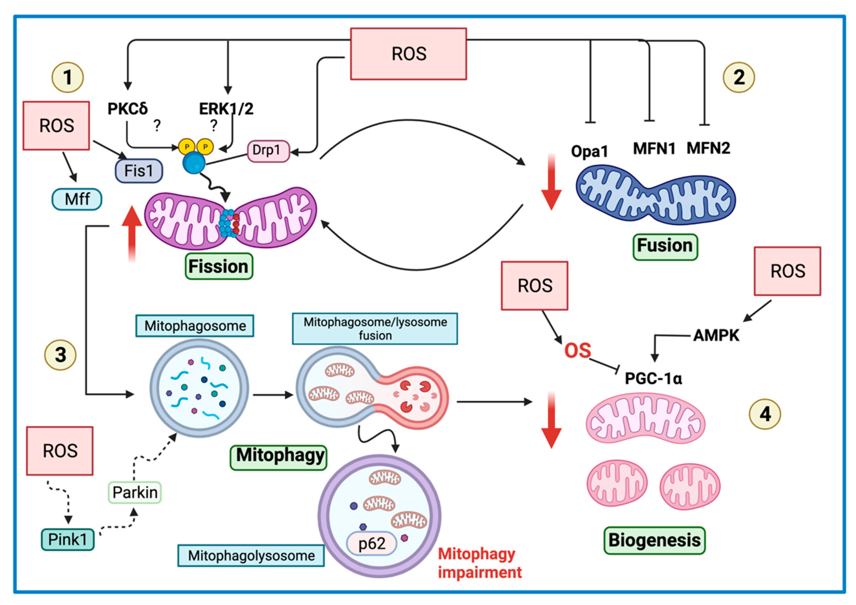 Biomolecules 11 01144 g005