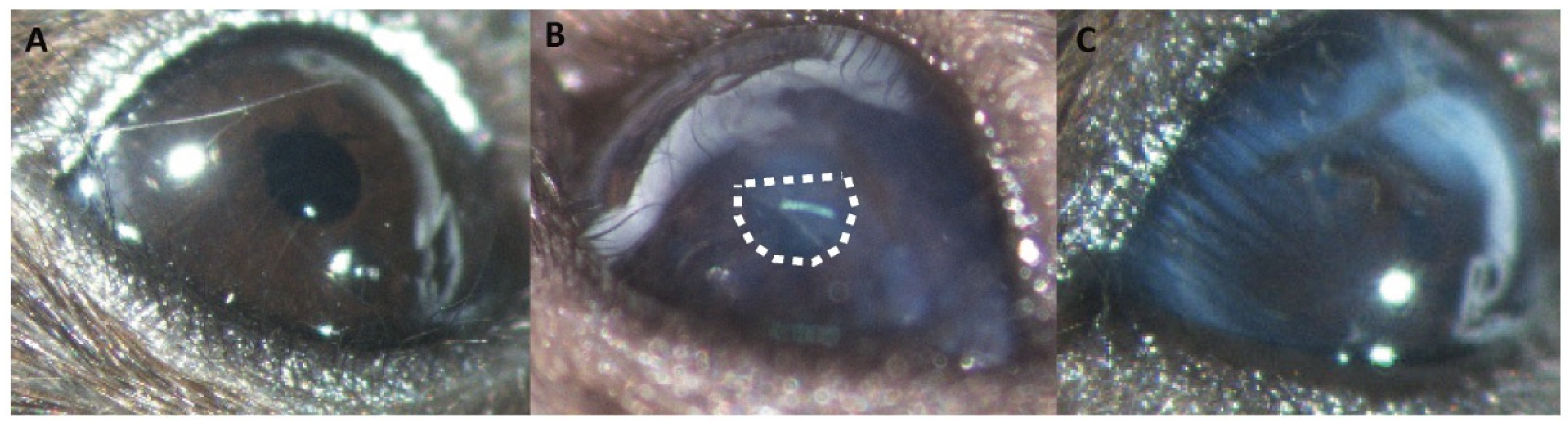 Biomolecules 11 01150 g002