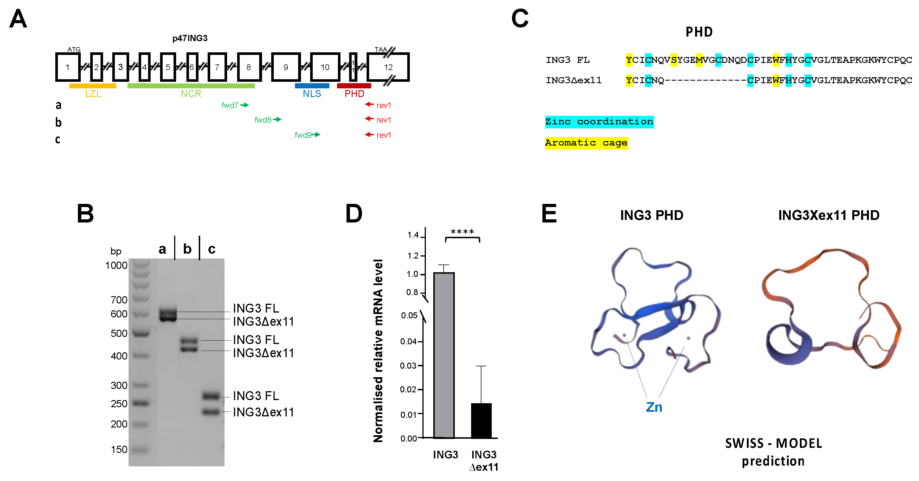 Biomolecules 11 01152 g001