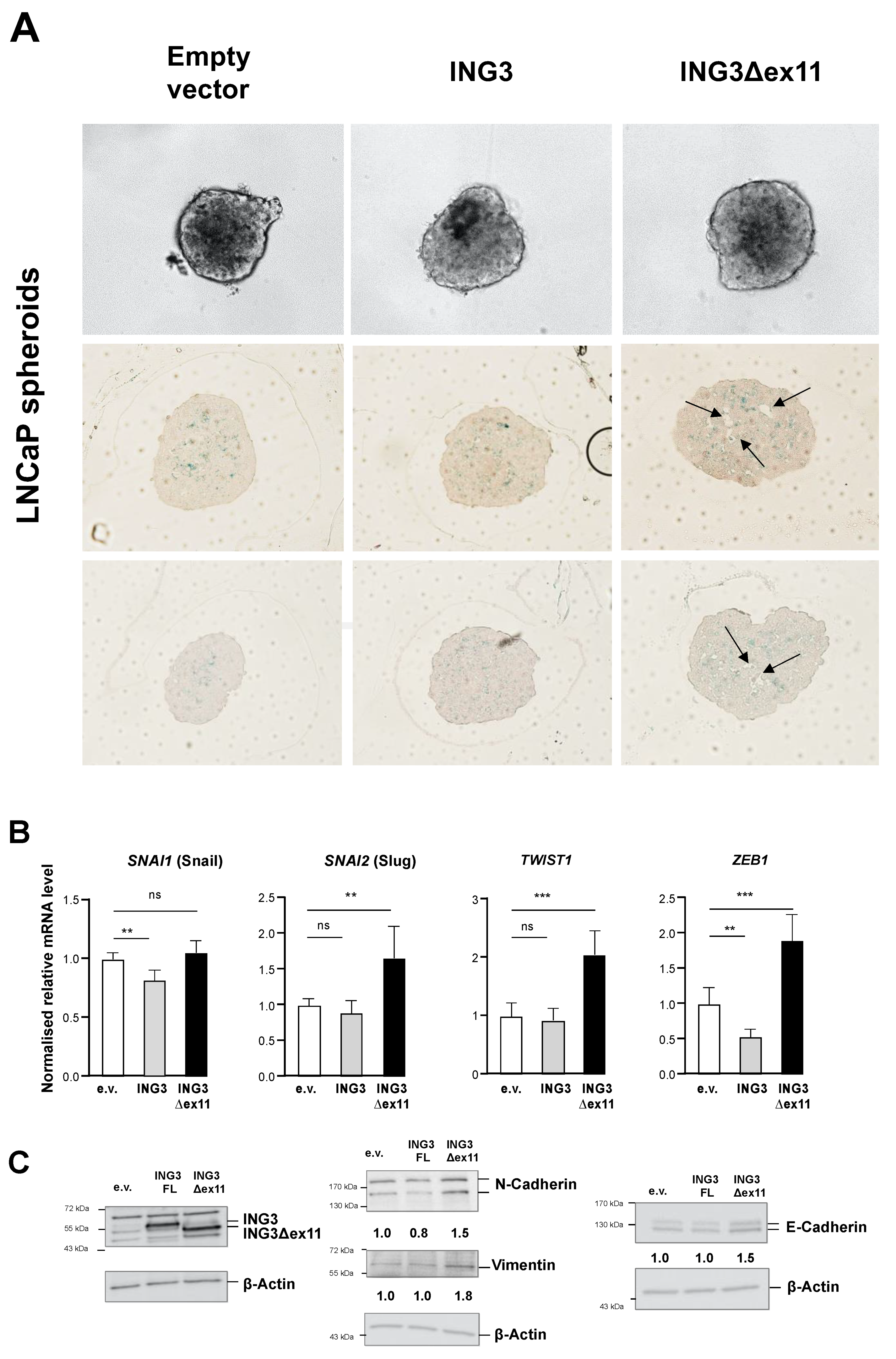 Biomolecules 11 01152 g003