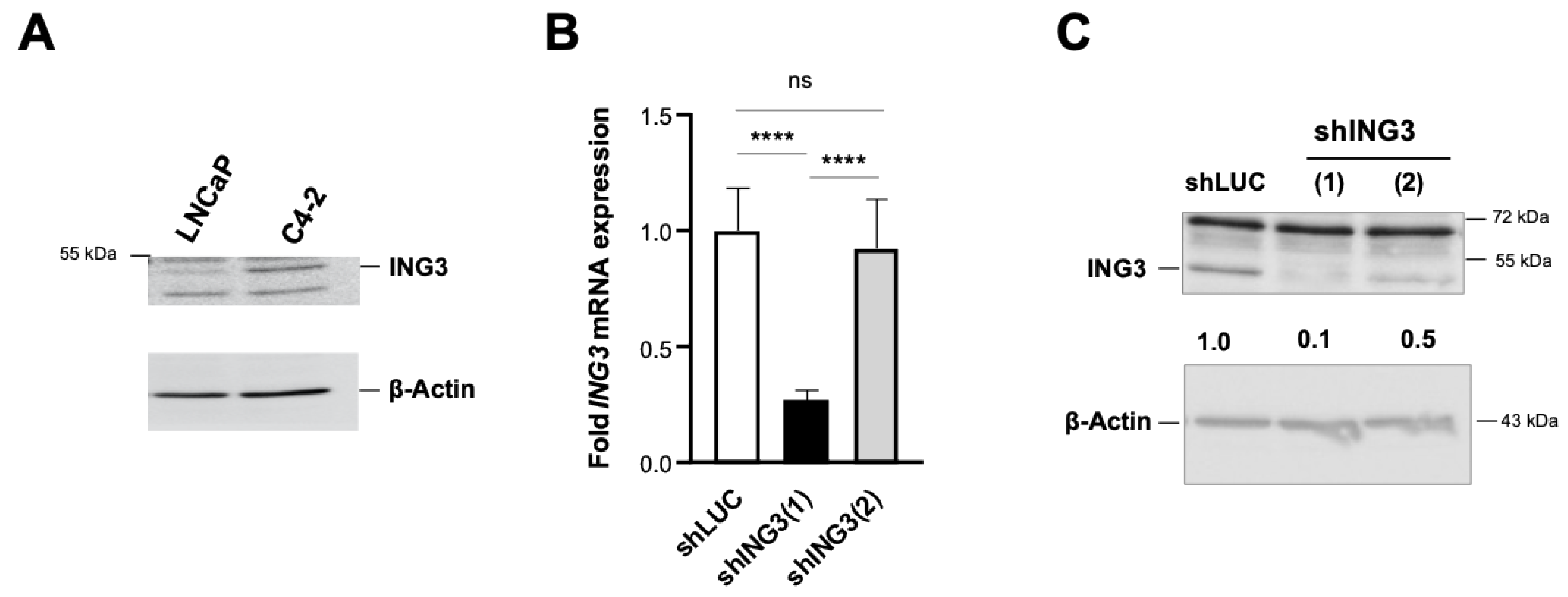 Biomolecules 11 01152 g004