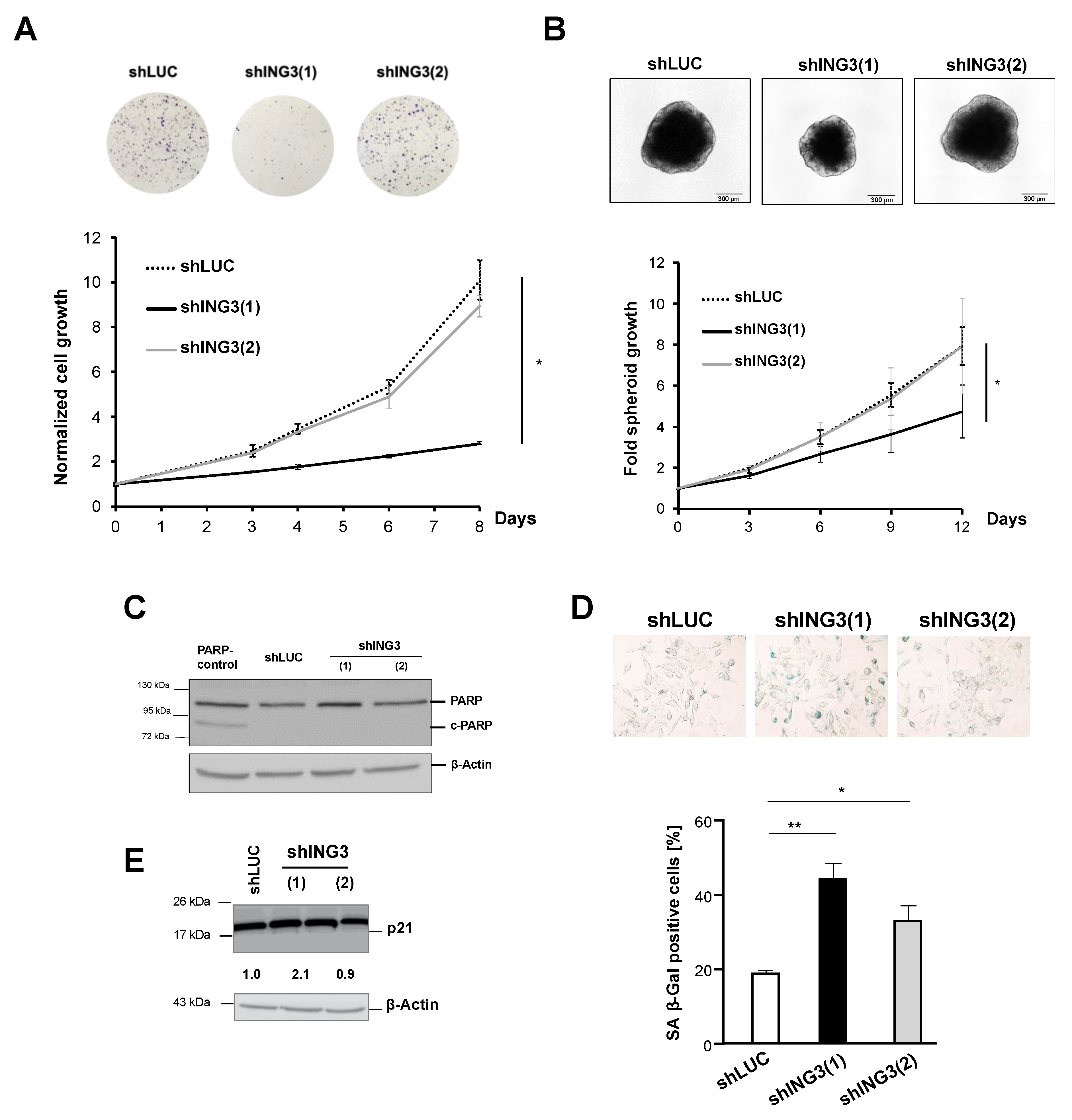 Biomolecules 11 01152 g005