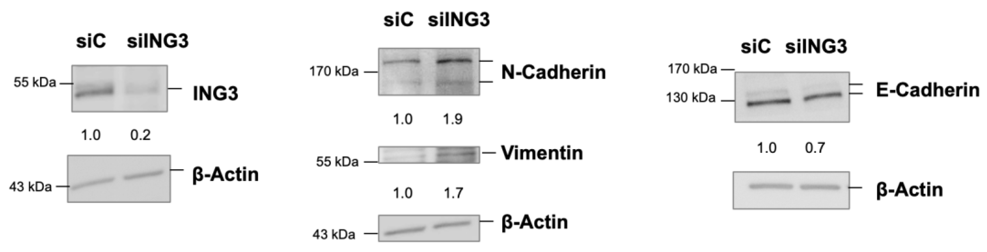 Biomolecules 11 01152 g006