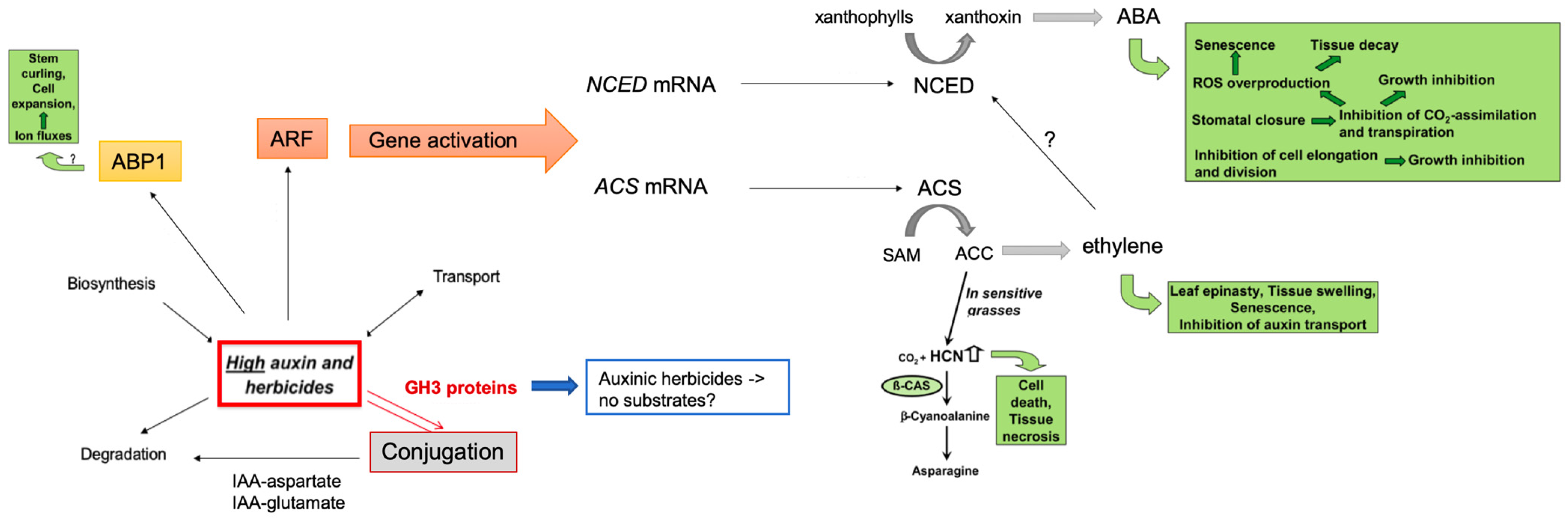 Biomolecules 11 01153 g001 Biomolecules 11 01153 g001