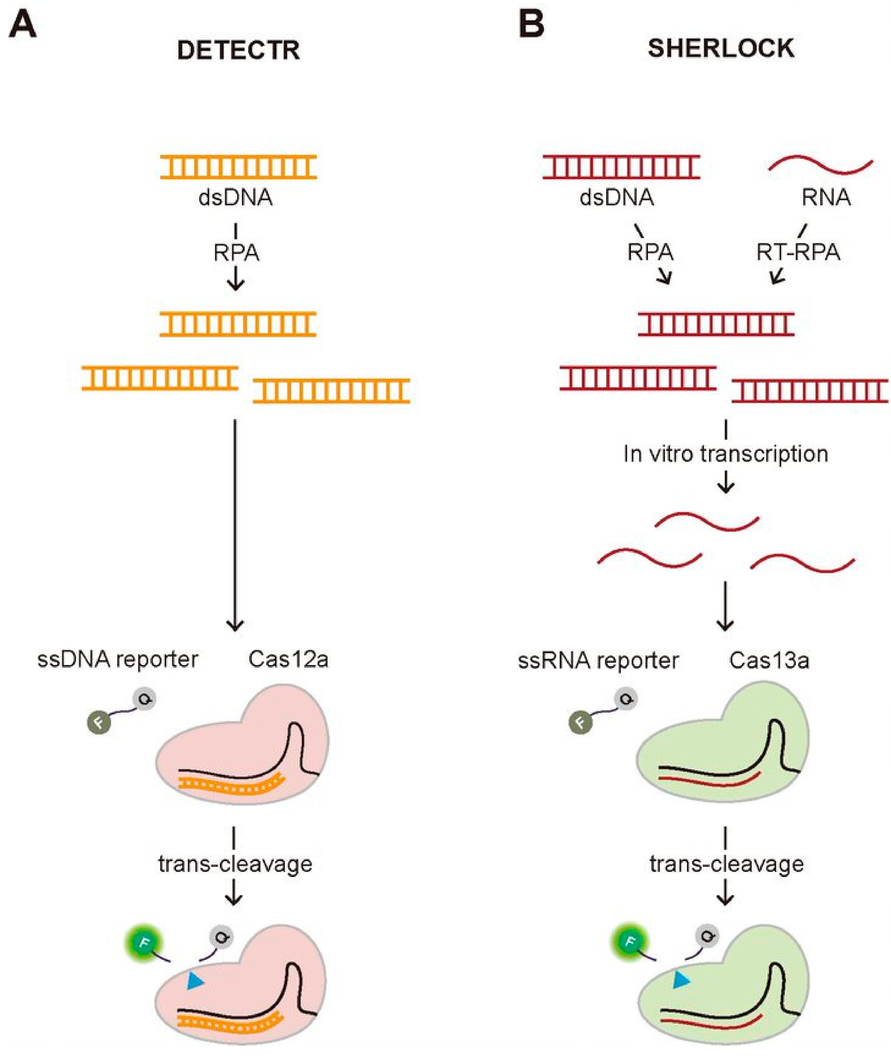 Biomolecules 11 01162 g003