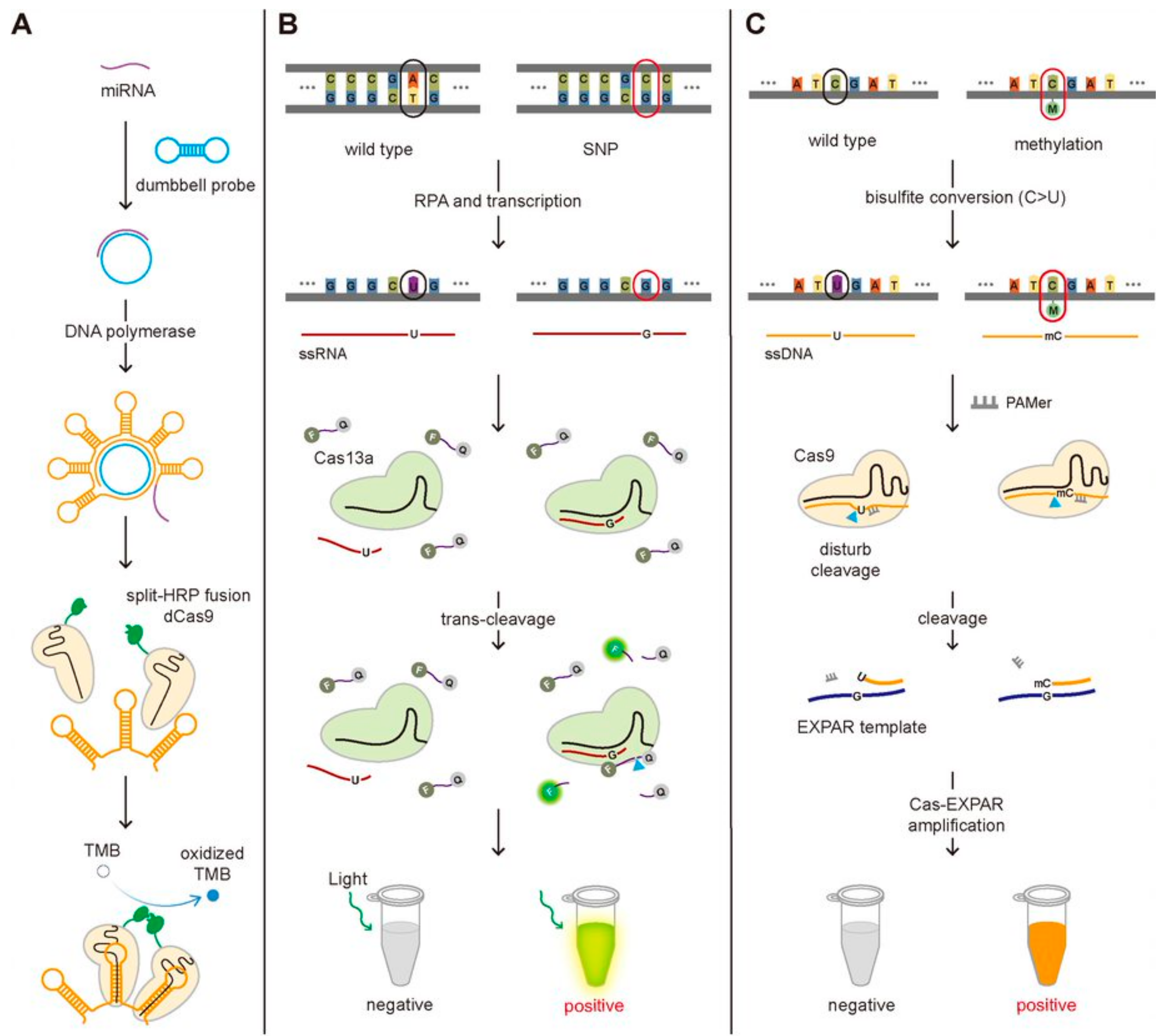 Biomolecules 11 01162 g004