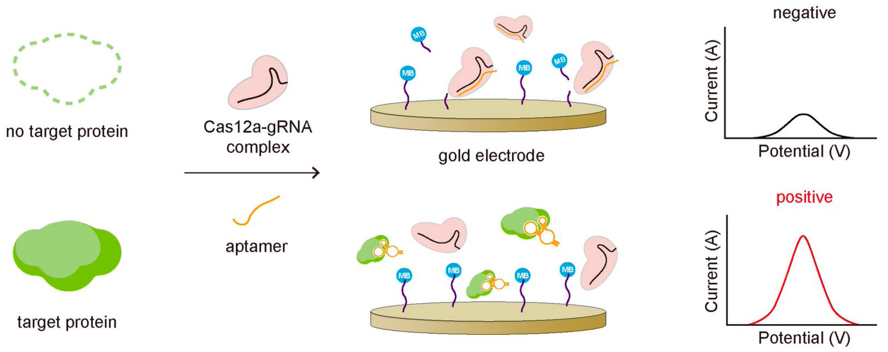 Biomolecules 11 01162 g005